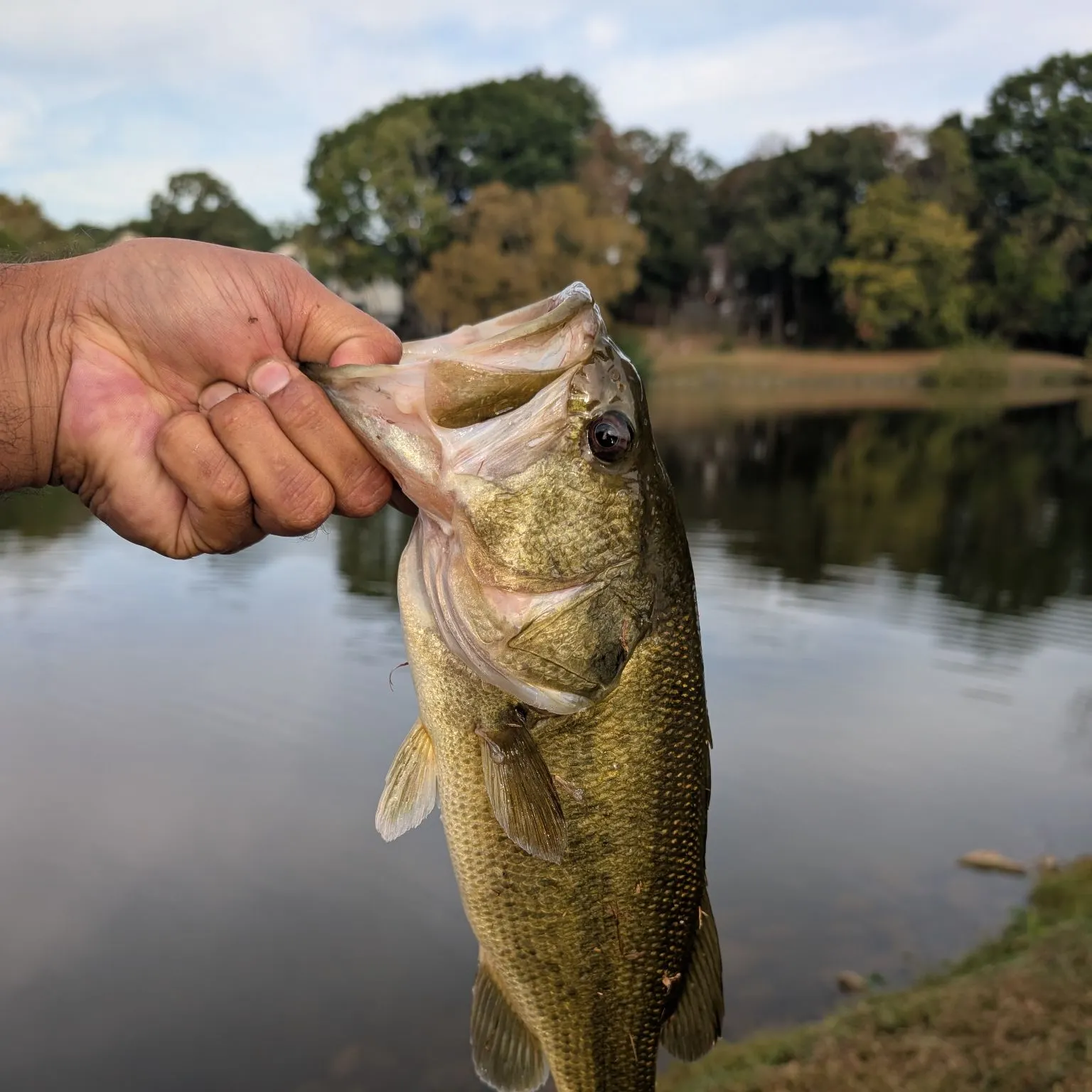 Largemouth bass caught on Fishbrain