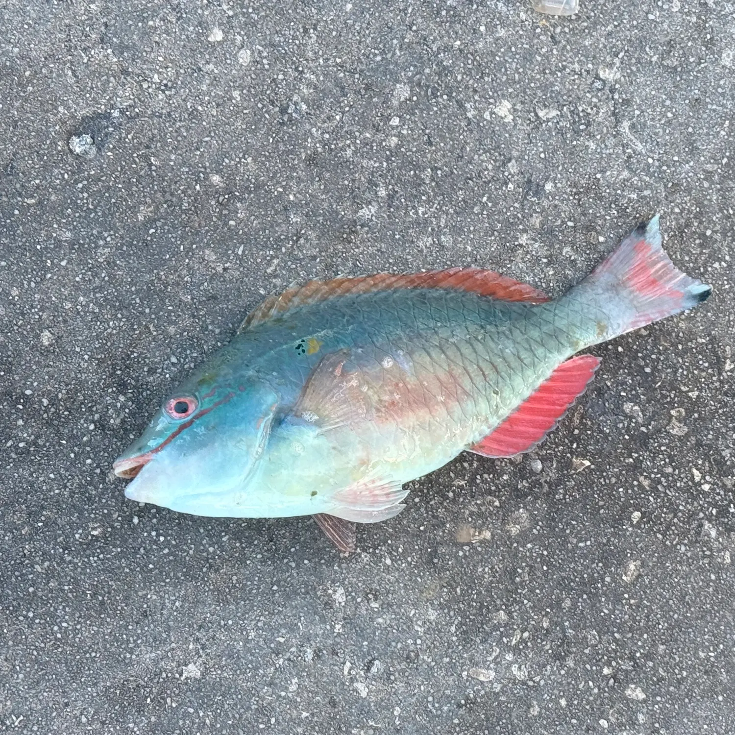 The most recent Redband Parrotfish catches on Fishbrain