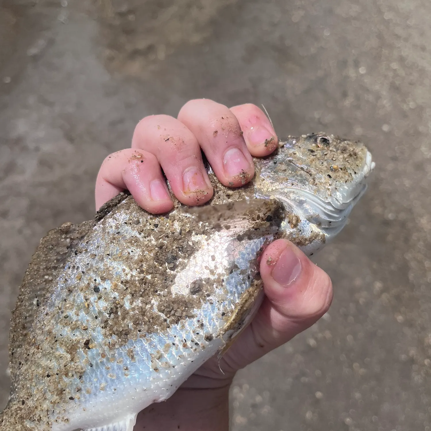 Spot croaker caught on Fishbrain