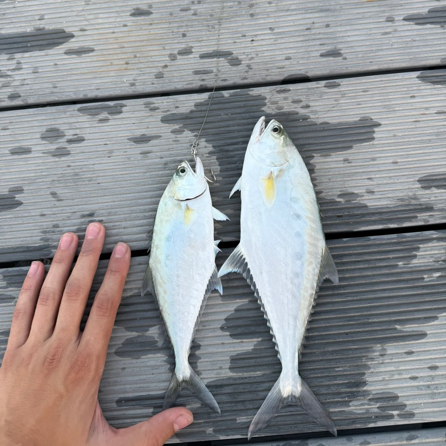 The most recent Talang queenfish catches on Fishbrain
