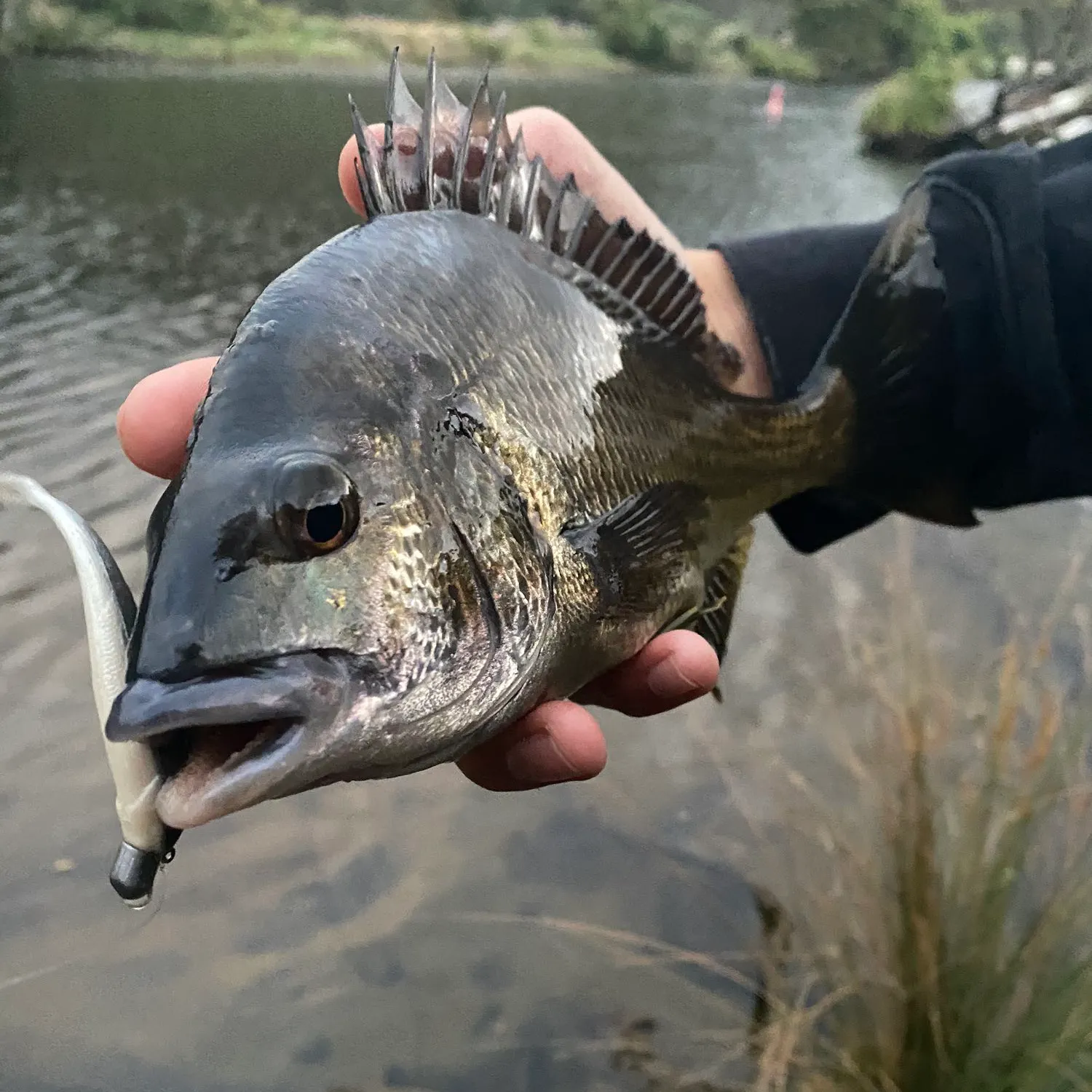 Southern black bream caught on Fishbrain