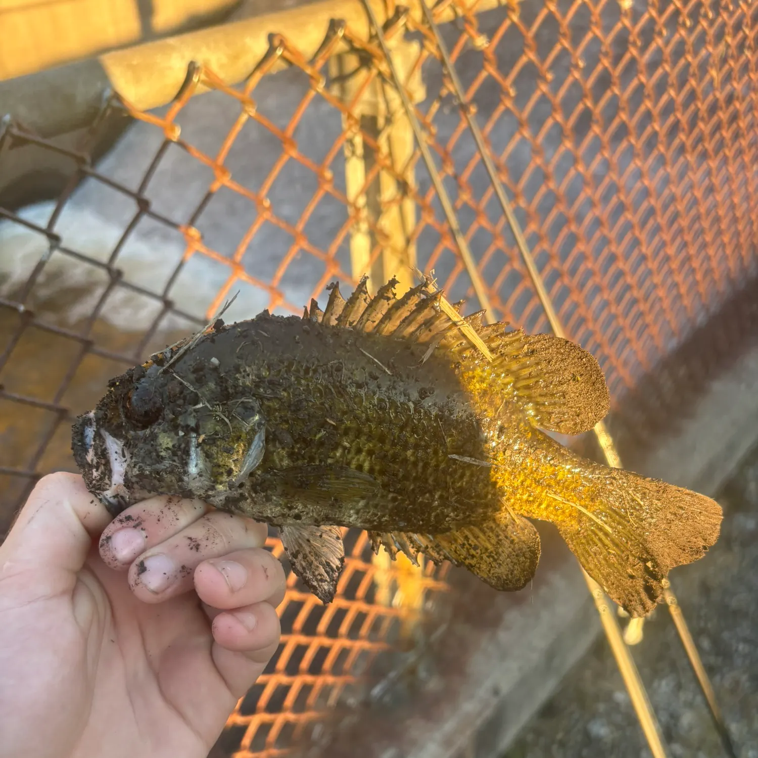 Rock bass caught on Fishbrain