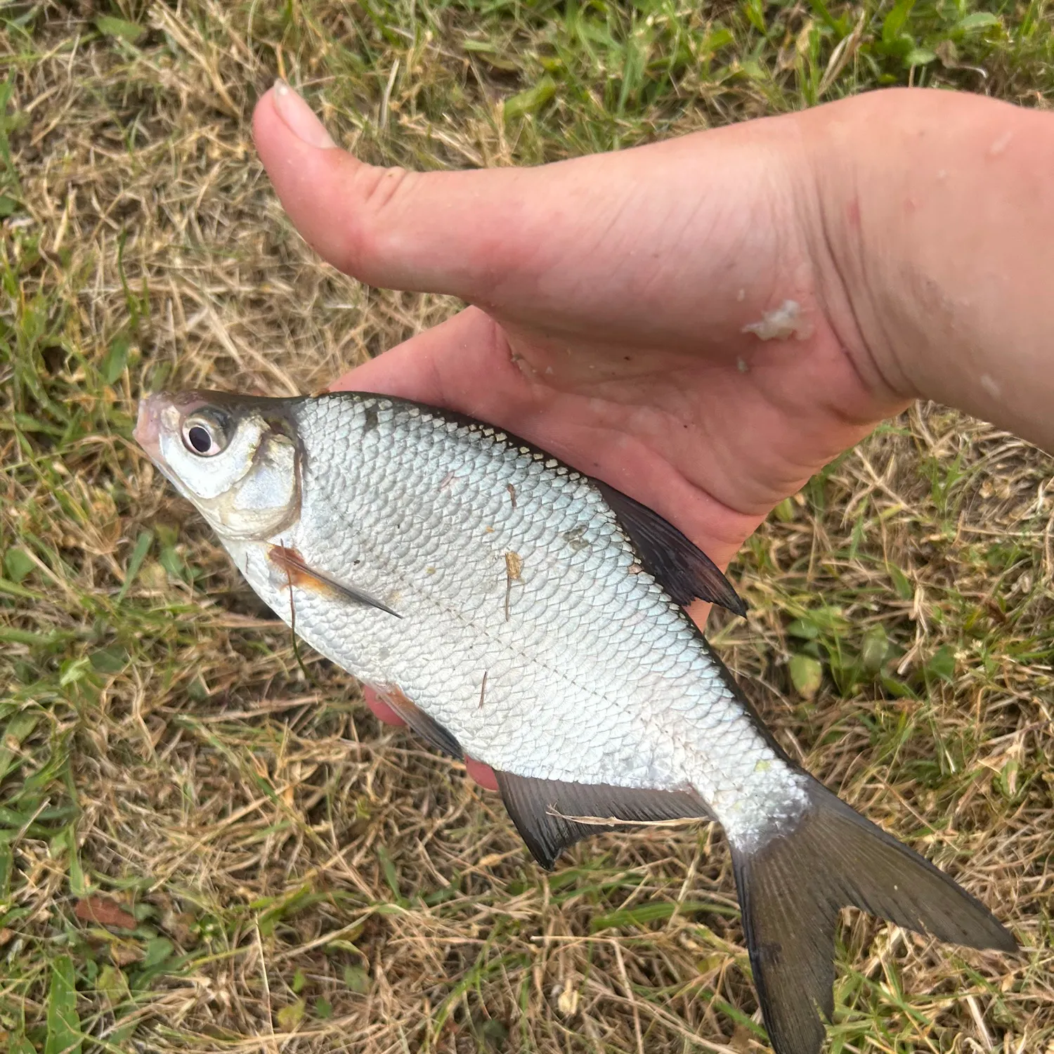 The most recent White bream catches on Fishbrain