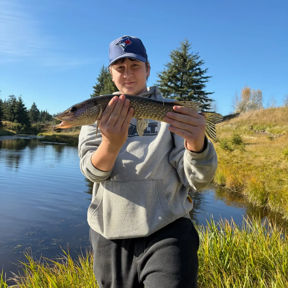 Northern pike caught on Fishbrain