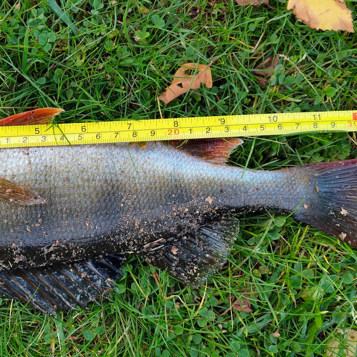 European perch caught on Fishbrain