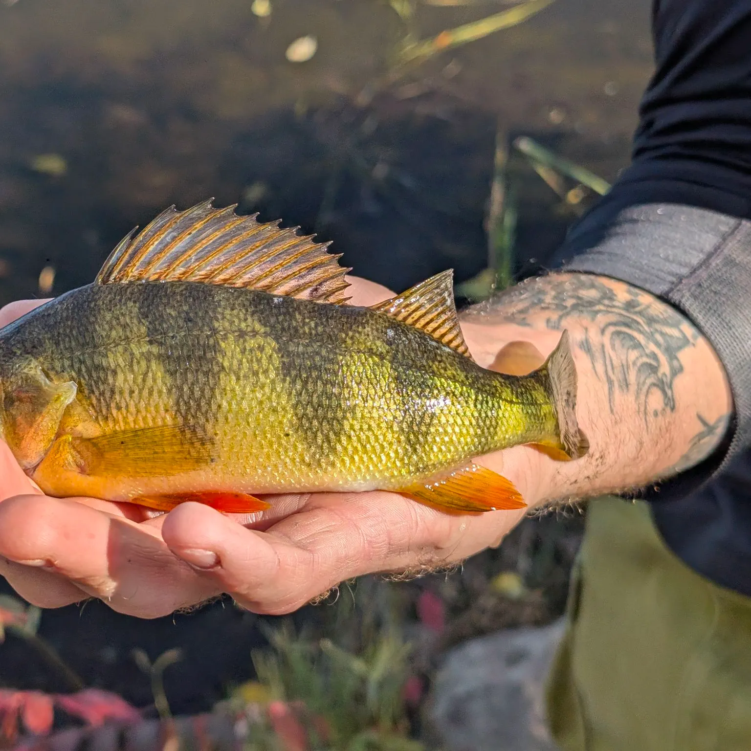 Yellow perch caught on Fishbrain