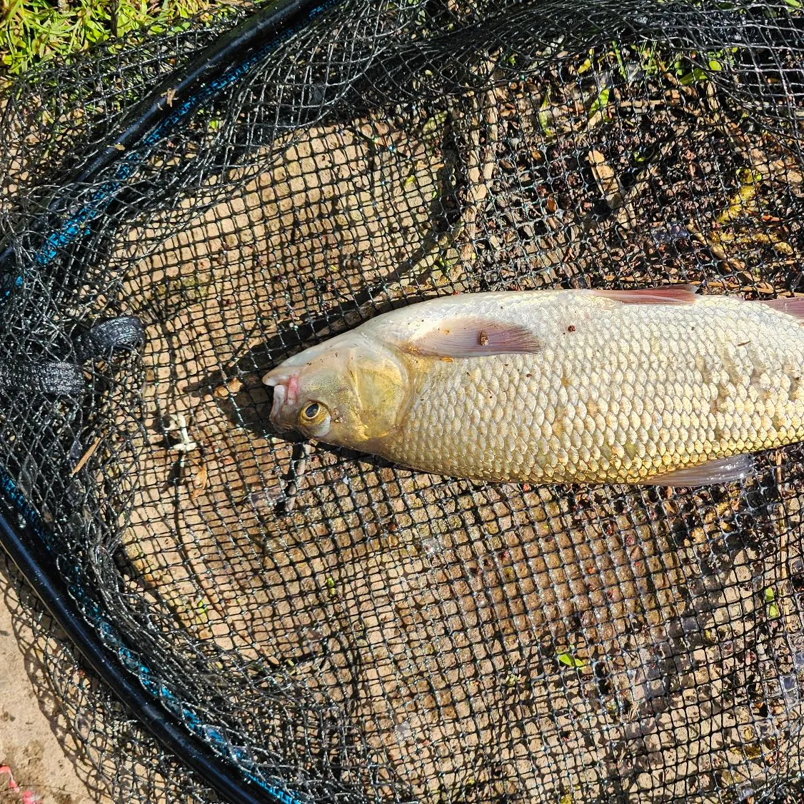 The most recent Ide catches on Fishbrain