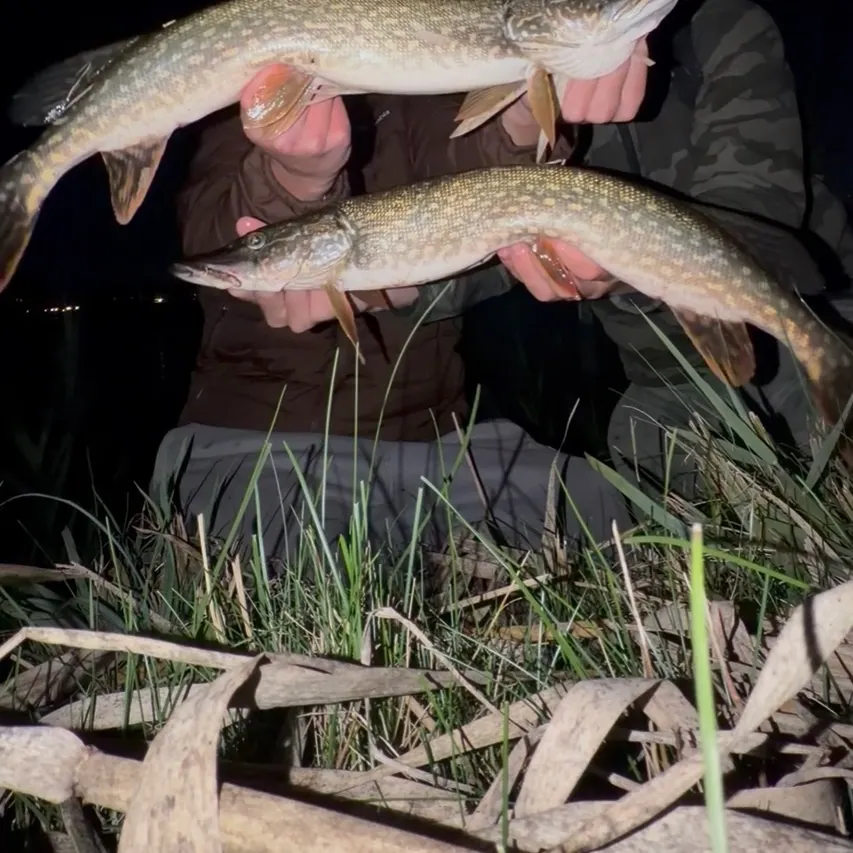 Northern pike caught on Fishbrain