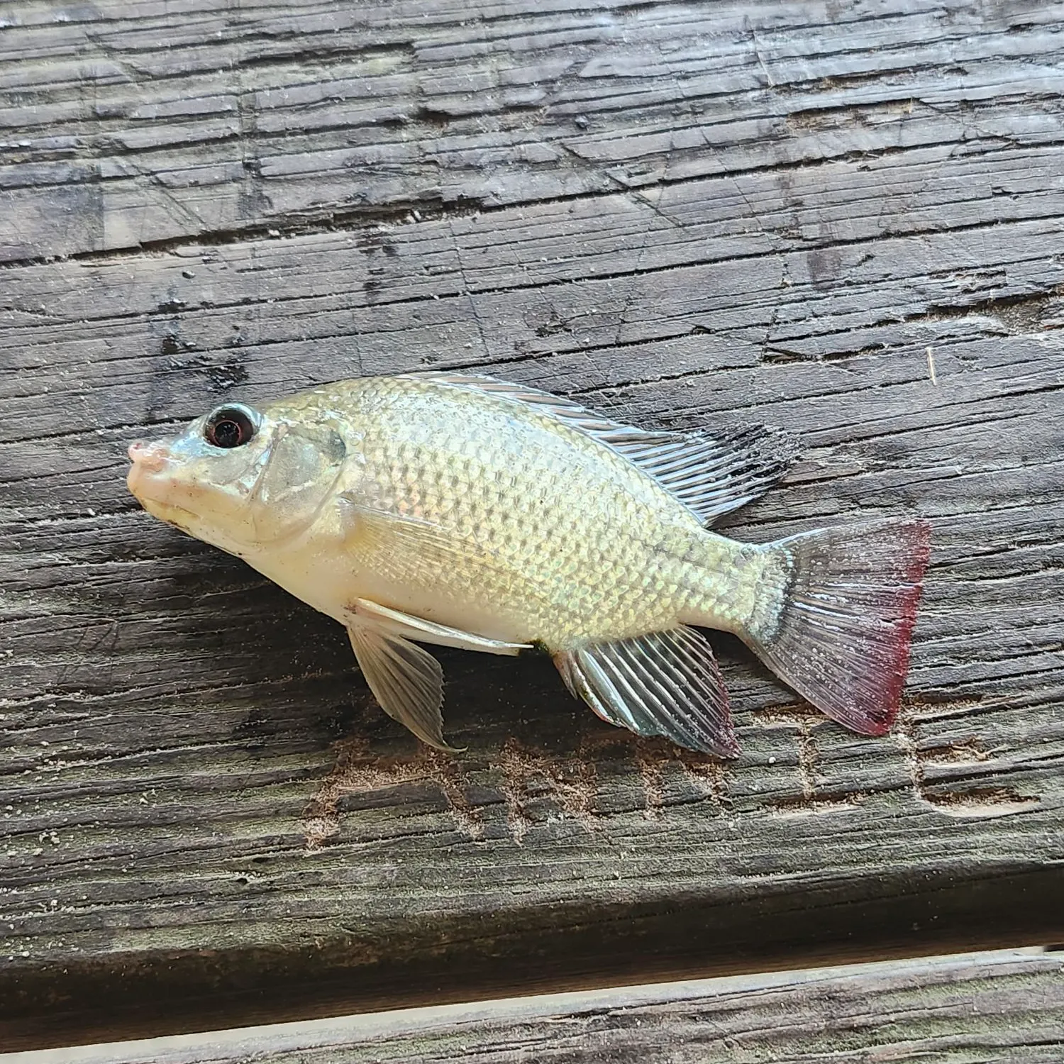 Blue tilapia caught on Fishbrain
