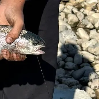 Rainbow trout caught on Fishbrain