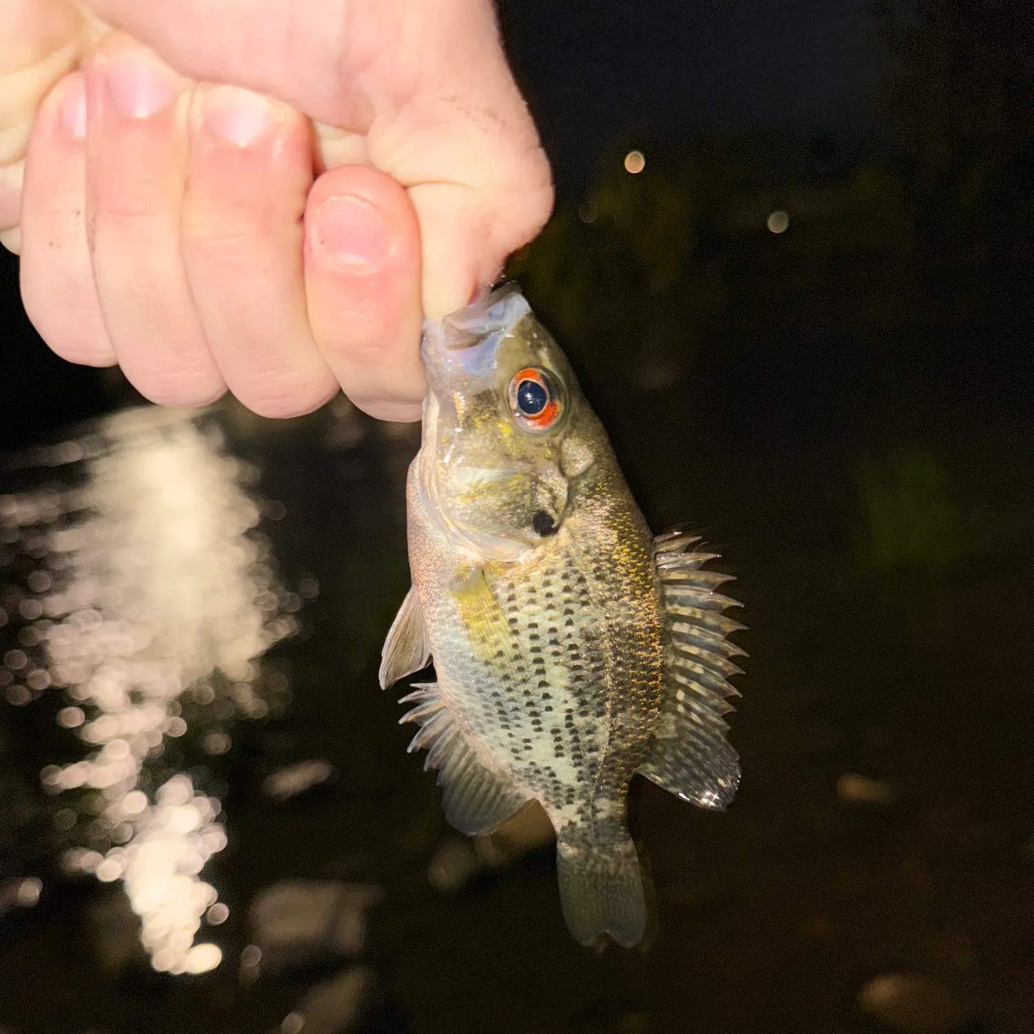 Rock bass caught on Fishbrain