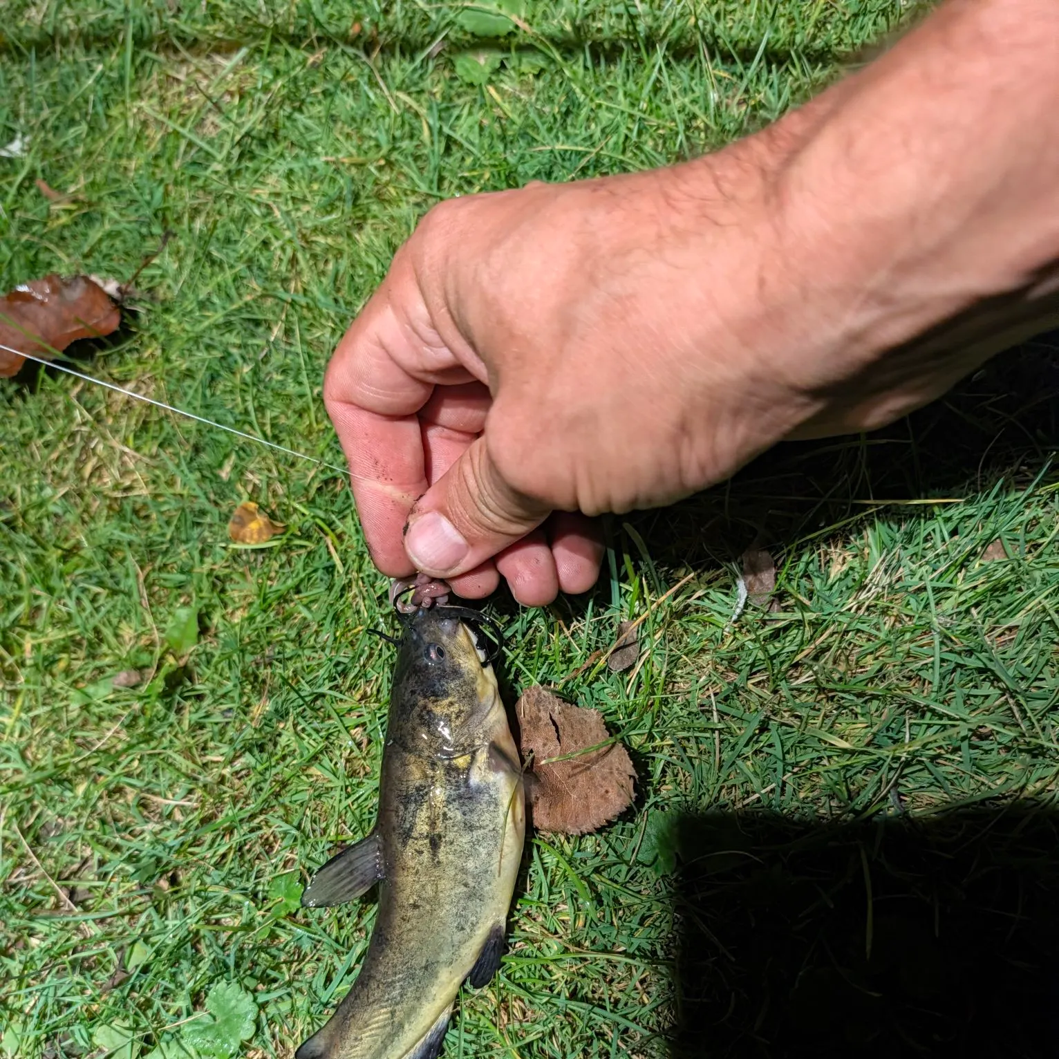 Yellow bullhead caught on Fishbrain