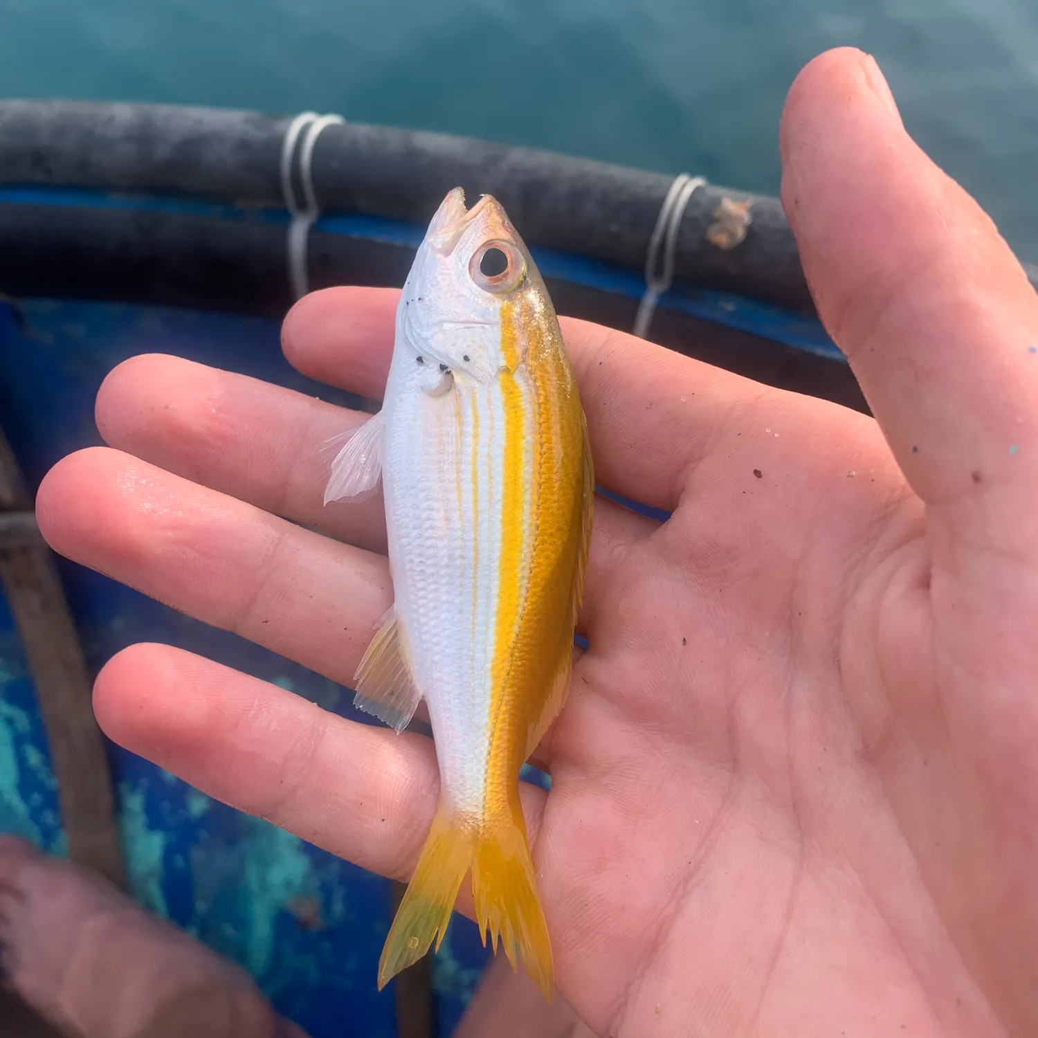 The most recent Bigeye snapper catches on Fishbrain