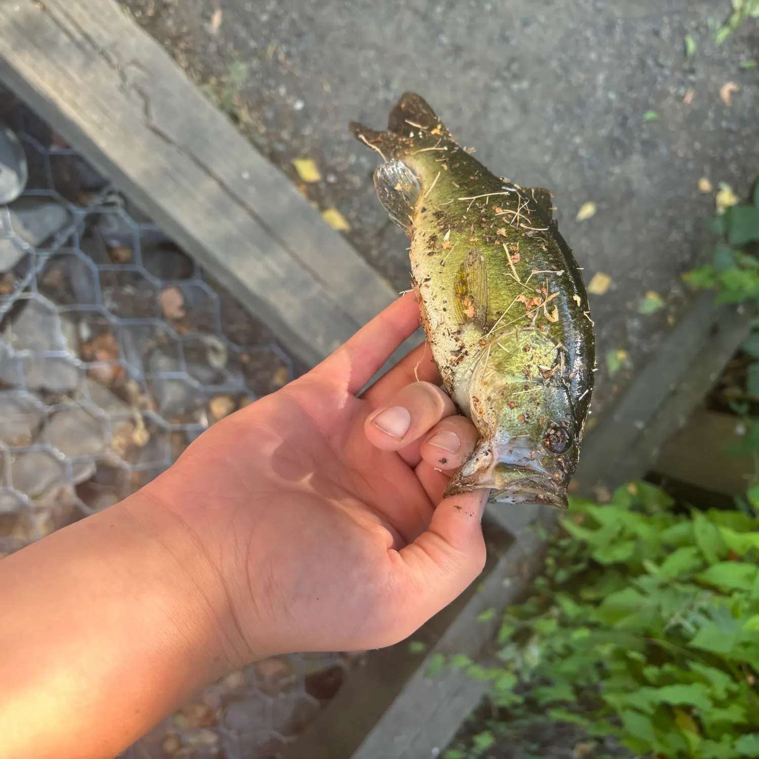 catch