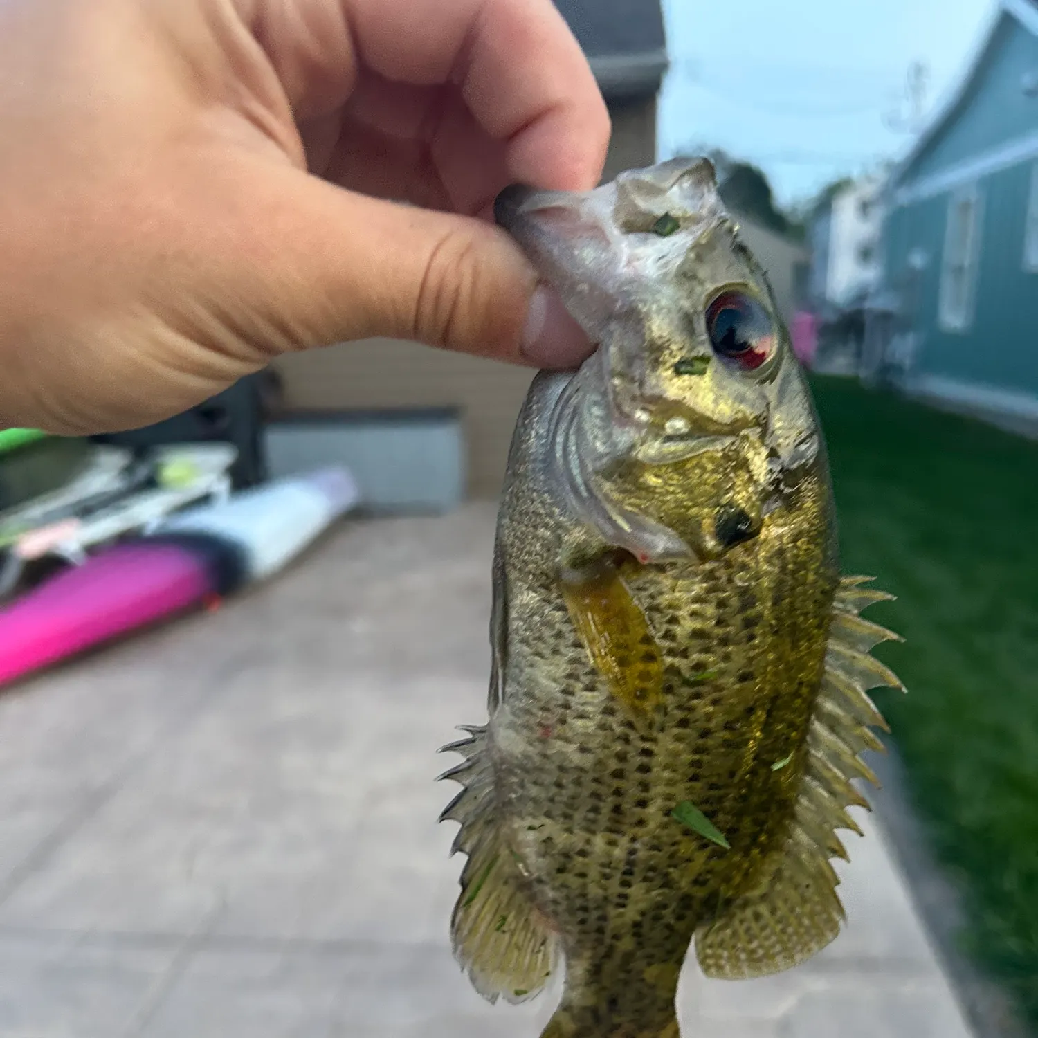 catch