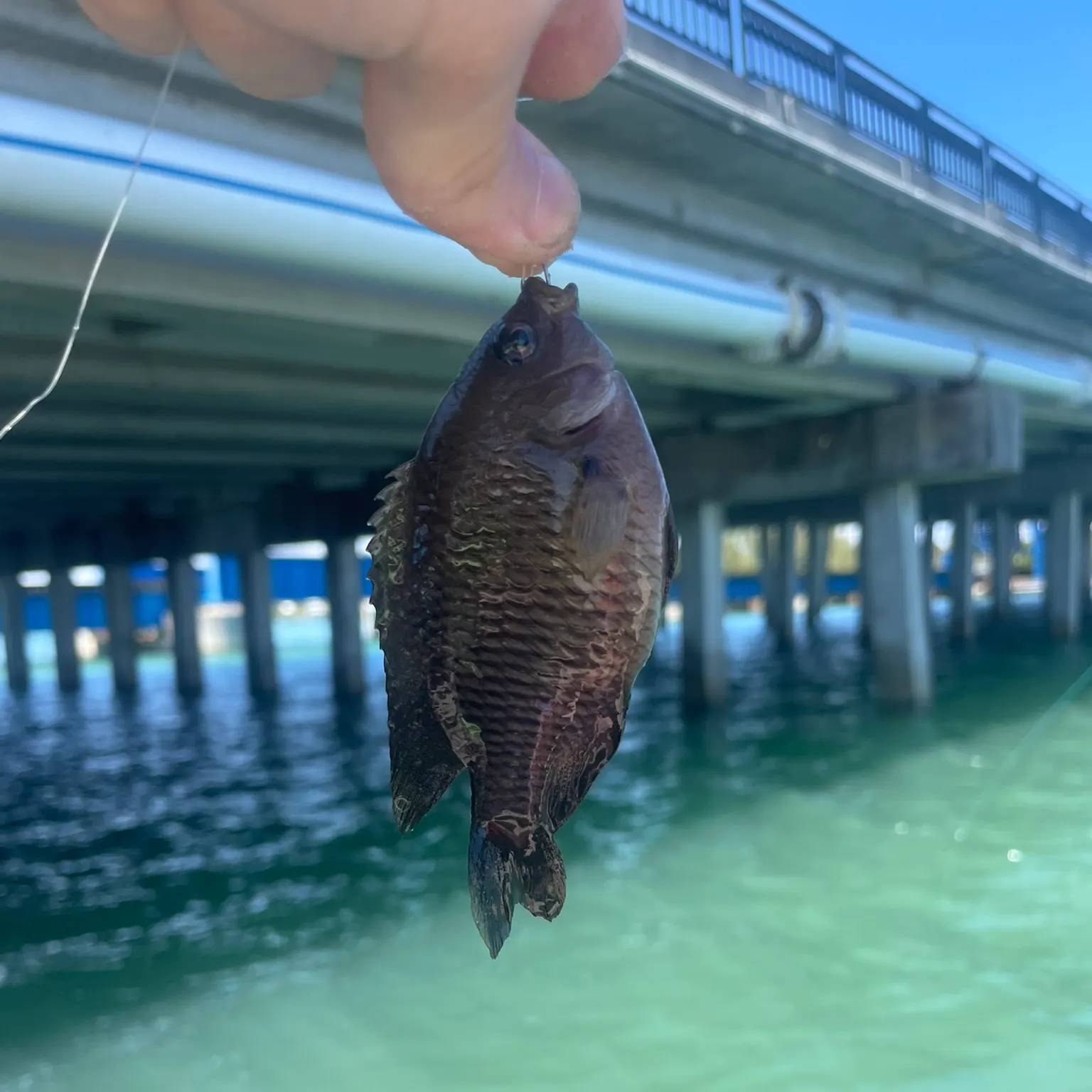 The most recent Humphead wrasse catches on Fishbrain