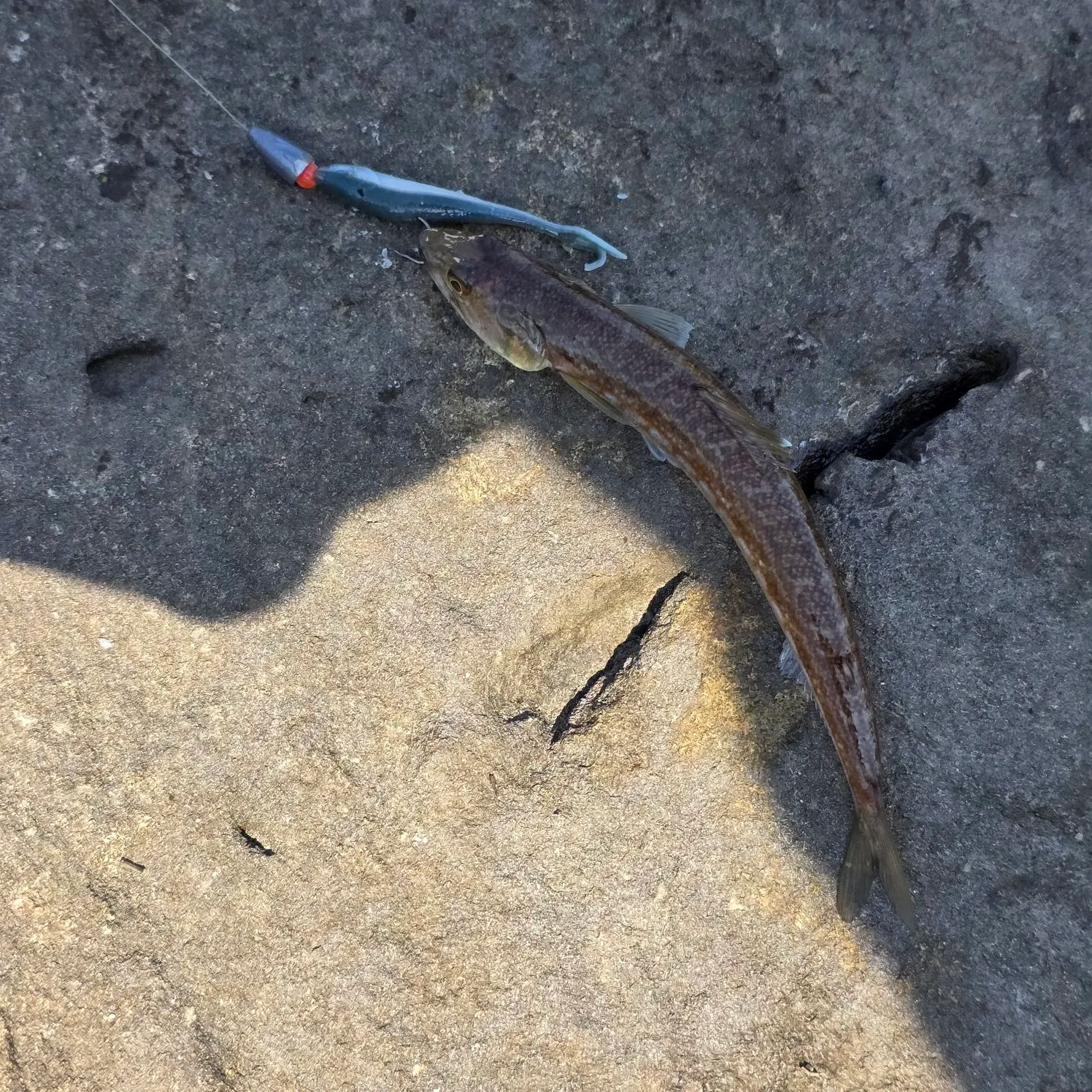 The most recent Inshore lizardfish catches on Fishbrain