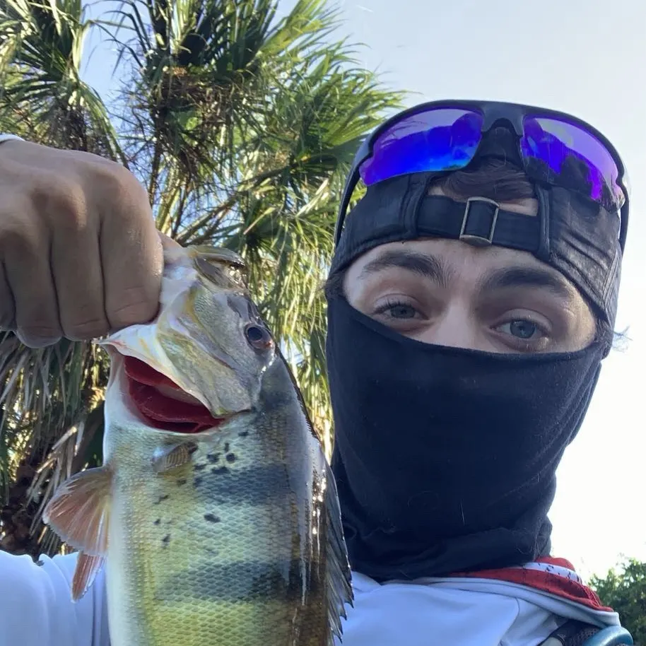 The most recent Speckled peacock bass catches on Fishbrain