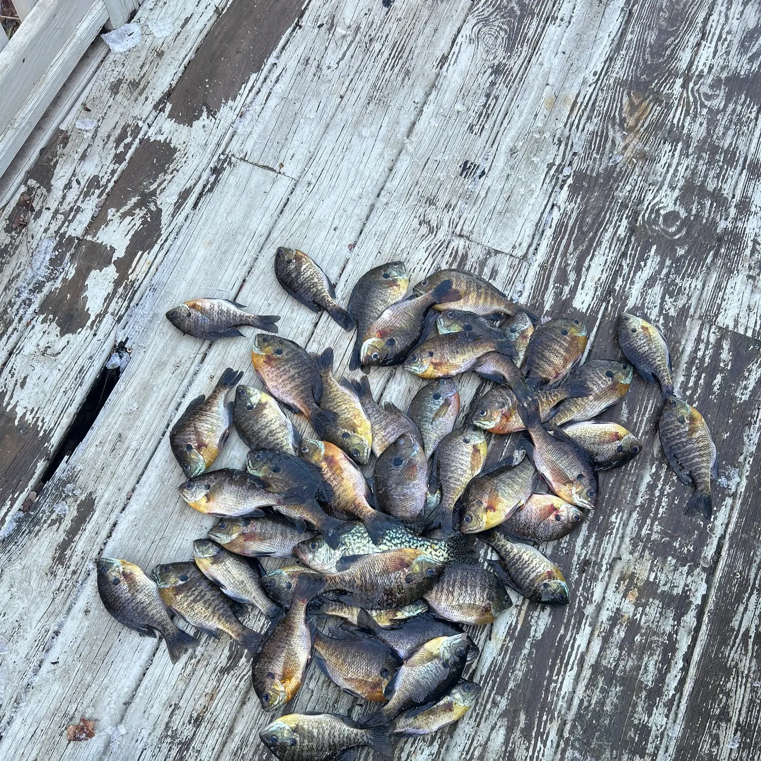 recently logged catches