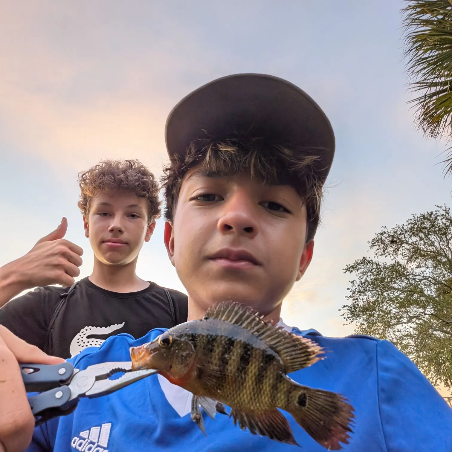 The most recent Mayan cichlid catches on Fishbrain