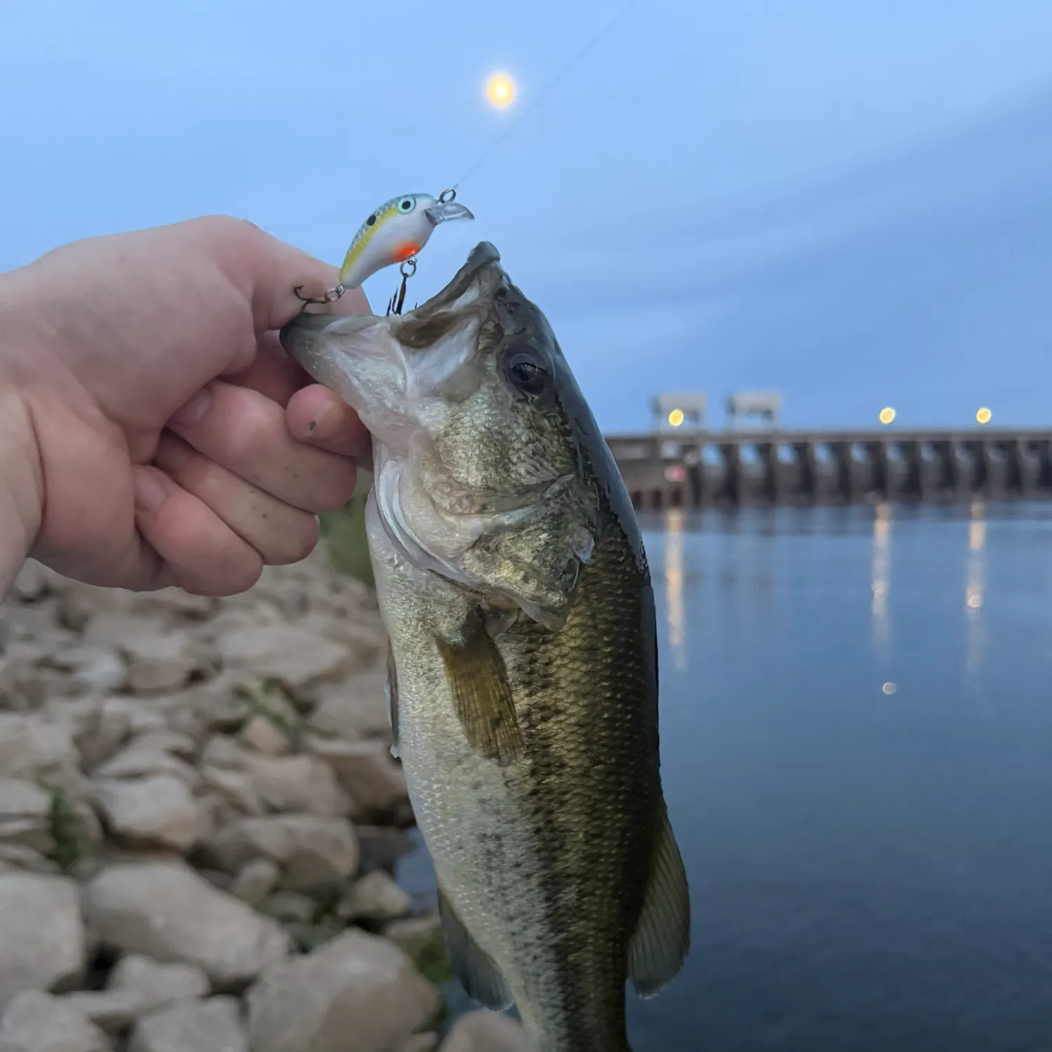 Largemouth bass caught on Fishbrain