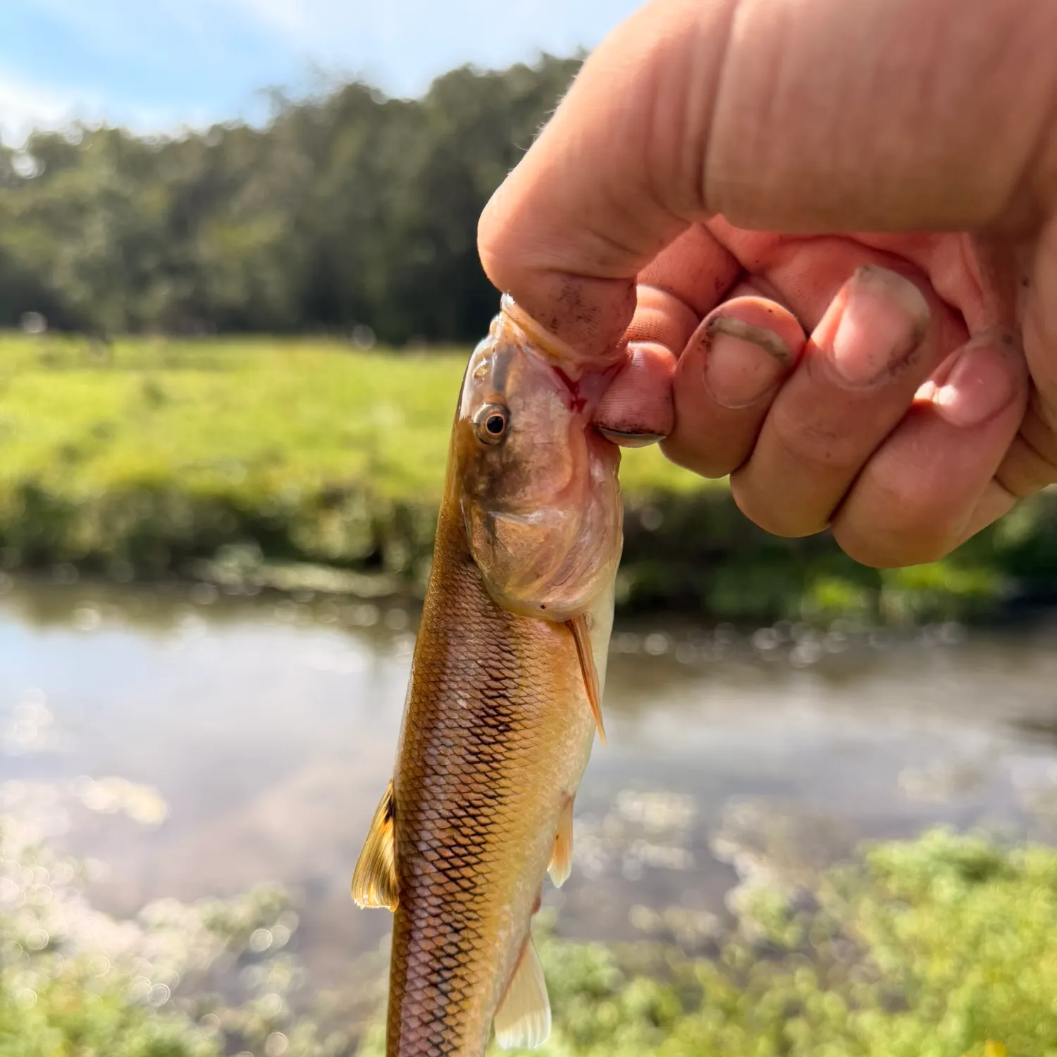 Creek chub caught on Fishbrain
