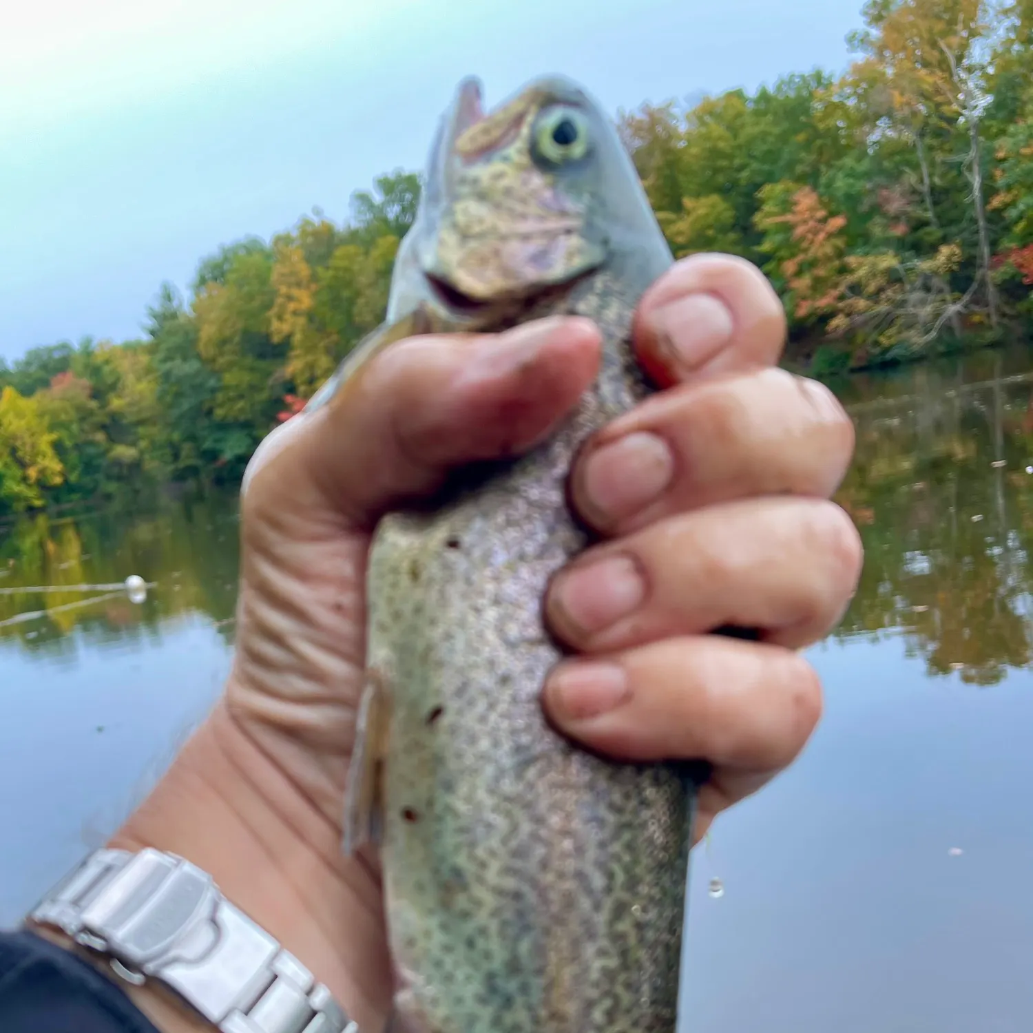 Rainbow trout caught on Fishbrain