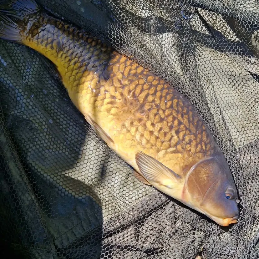 Common carp caught on Fishbrain