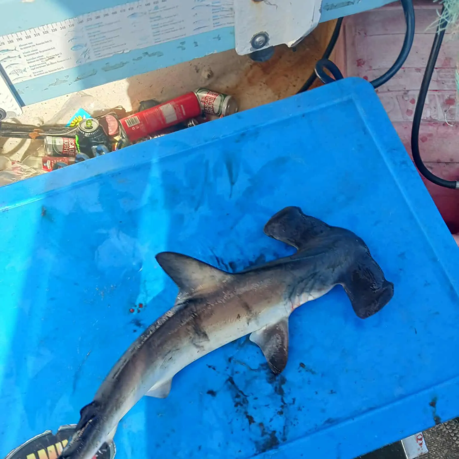 The most recent Scalloped hammerhead shark catches on Fishbrain