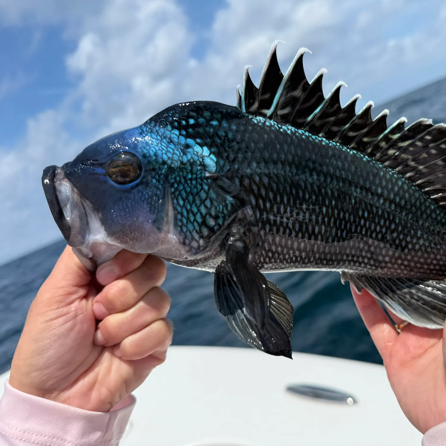 Black sea bass caught on Fishbrain