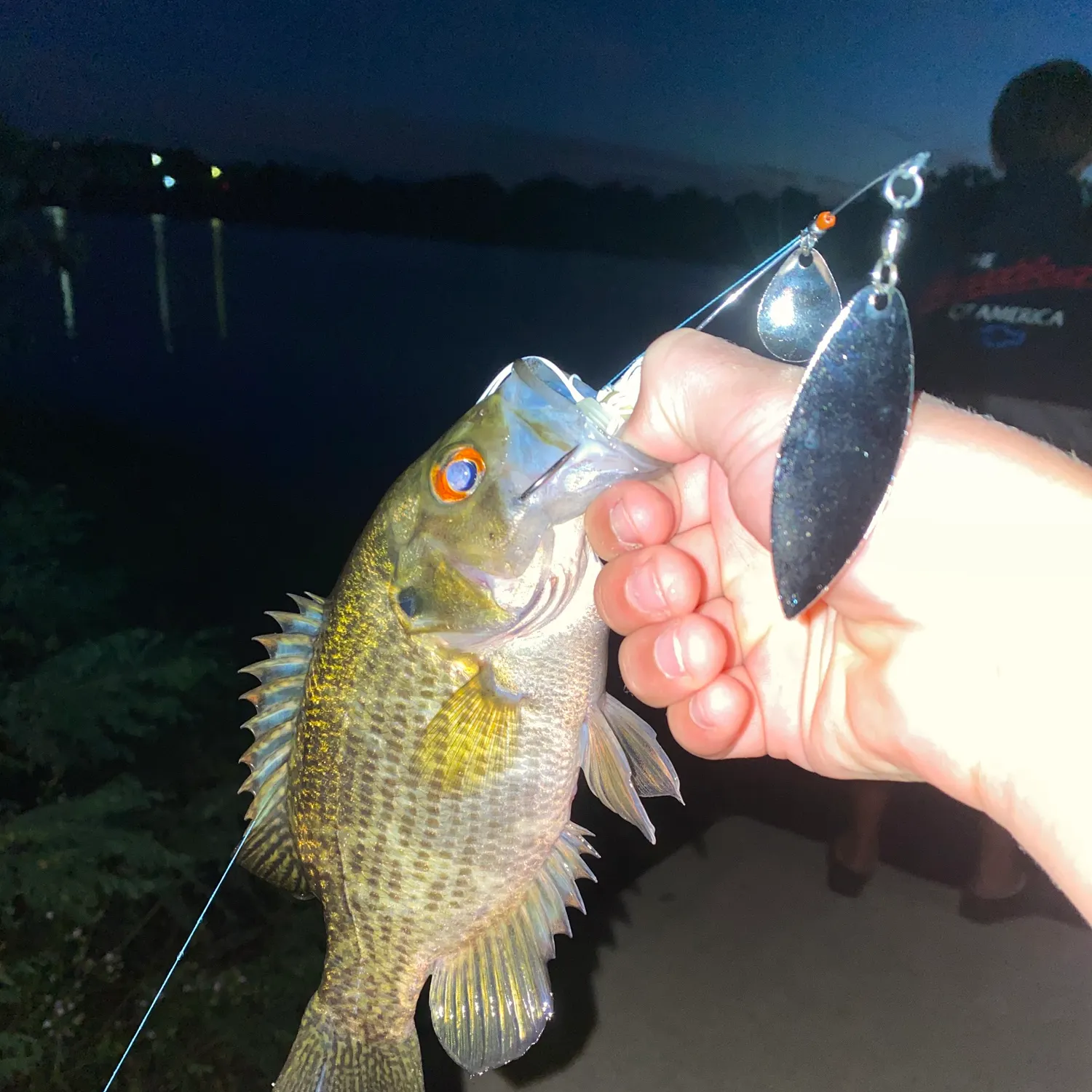Rock bass caught on Fishbrain