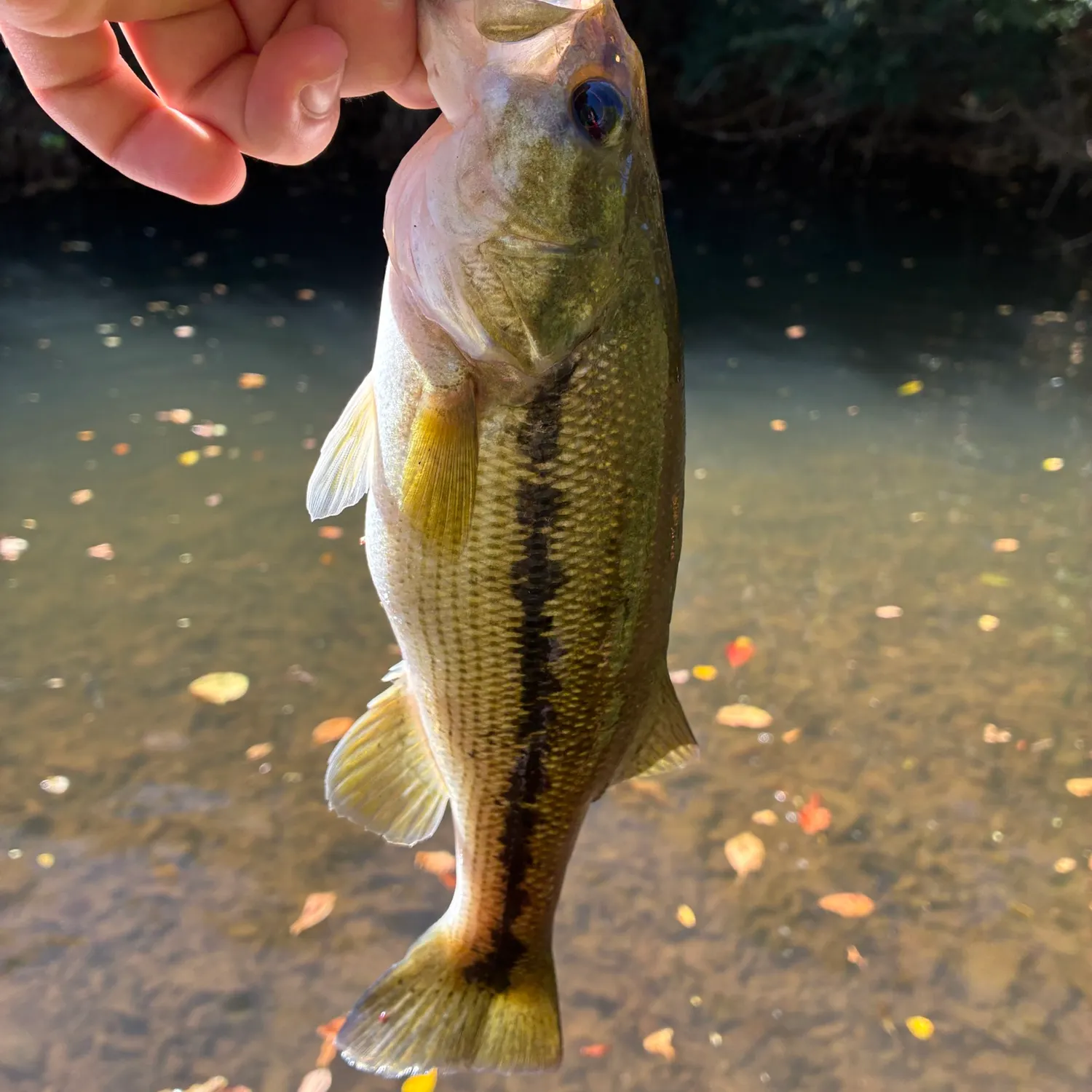 Spotted bass caught on Fishbrain