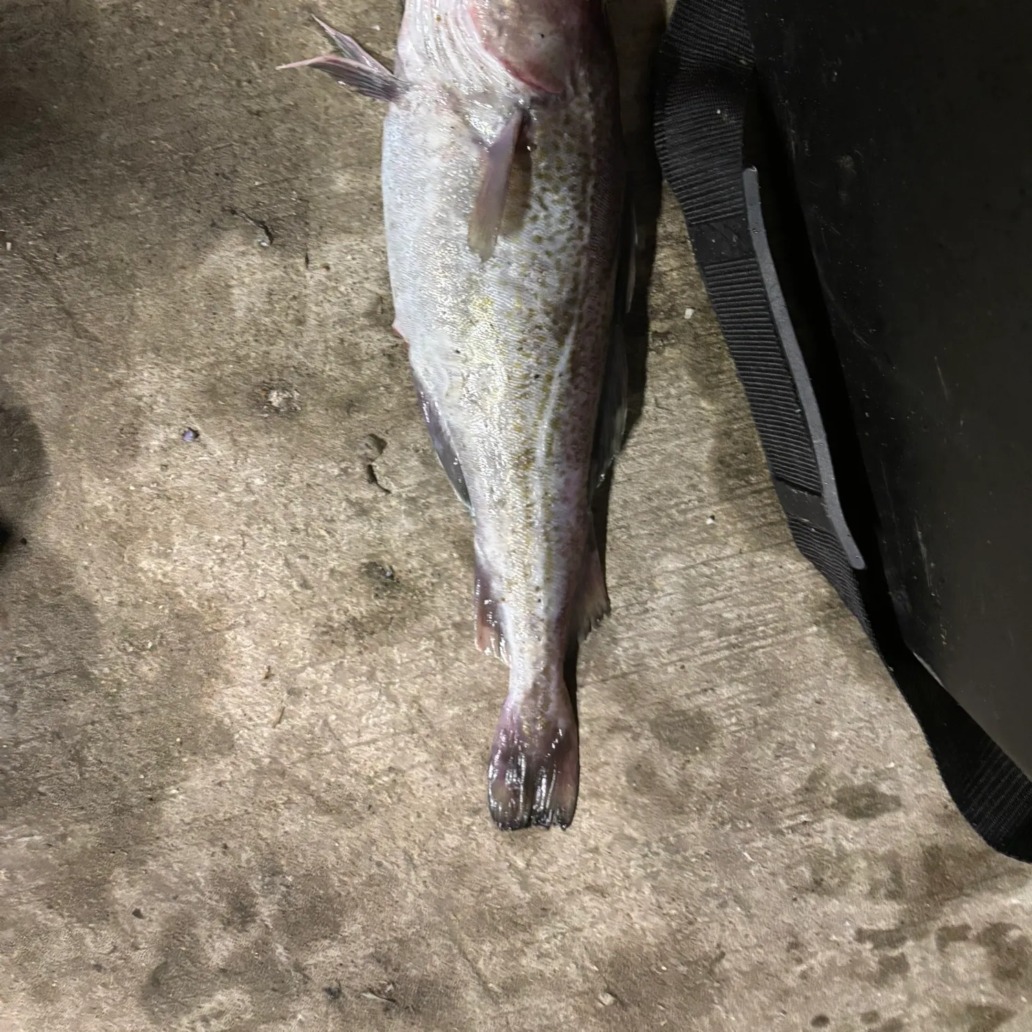 The most recent Atlantic cod catches on Fishbrain