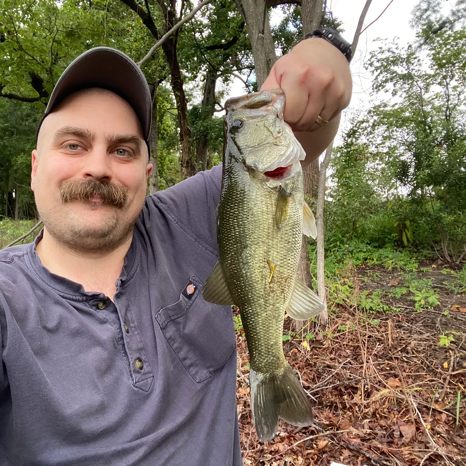 Largemouth bass caught on Fishbrain