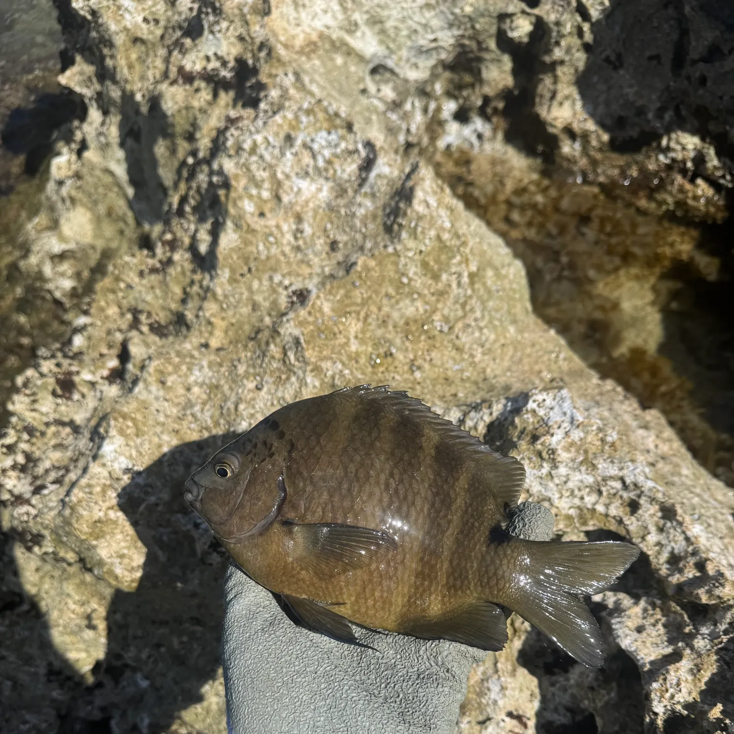 The most recent Blackspot sergeant catches on Fishbrain
