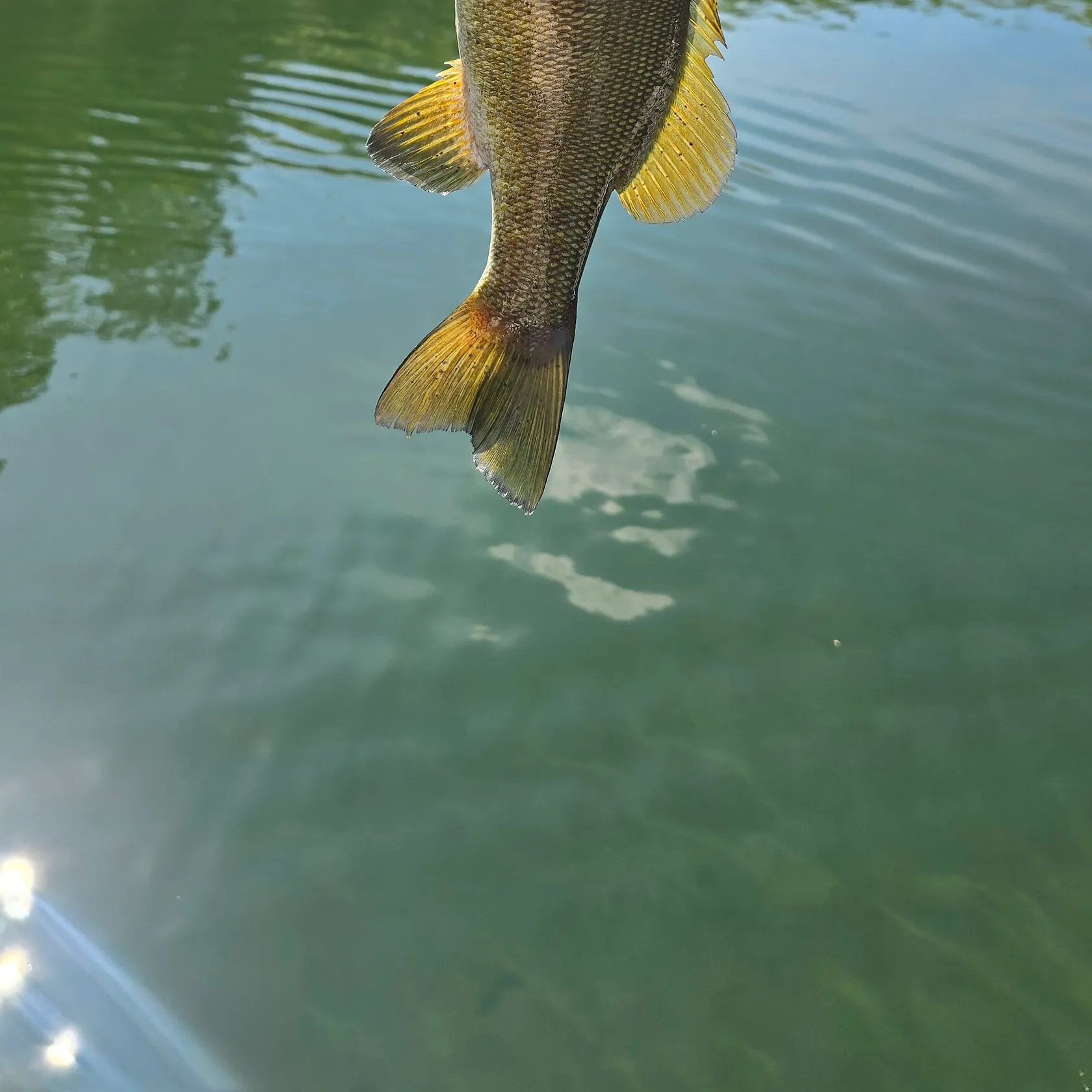 Smallmouth bass caught on Fishbrain