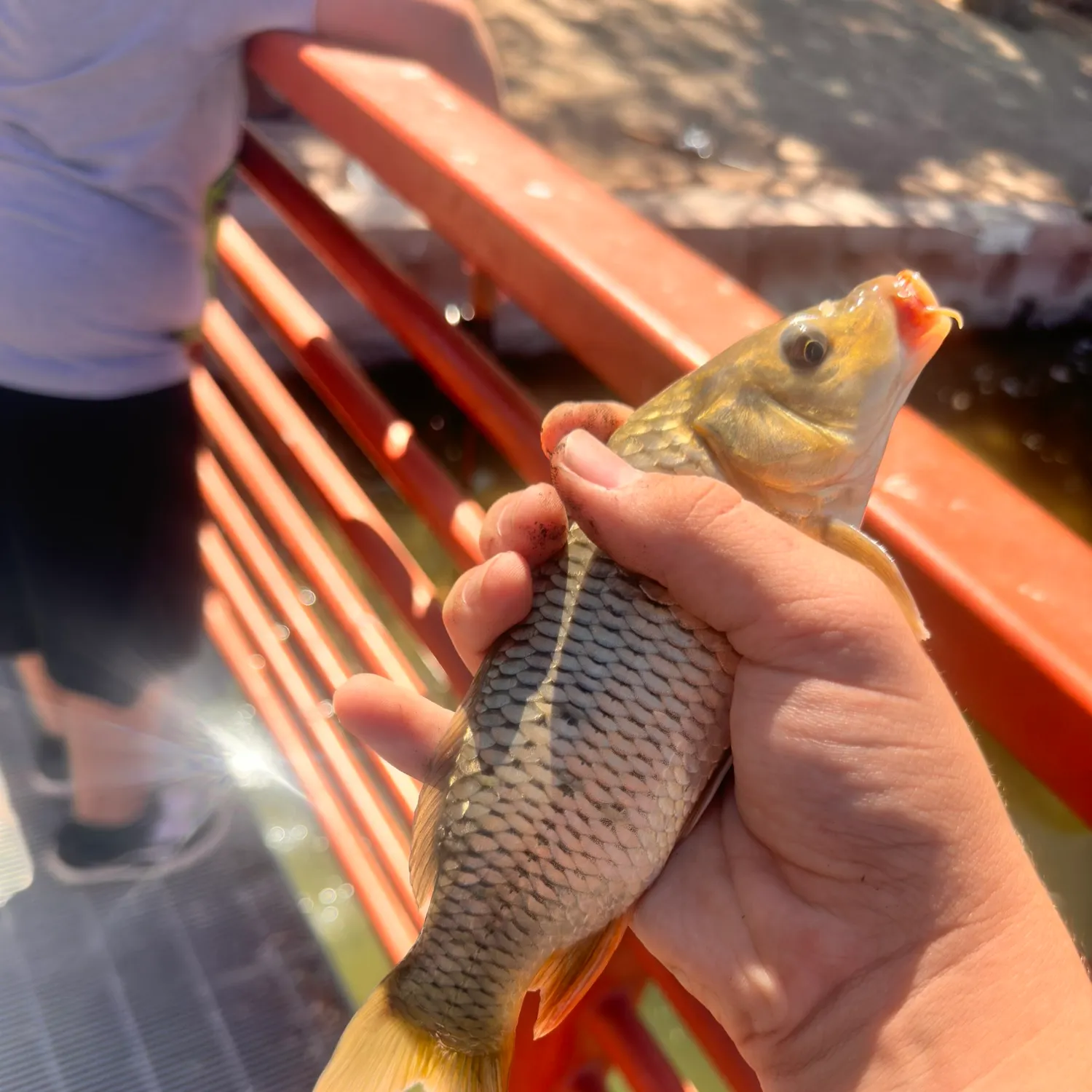 Common carp caught on Fishbrain