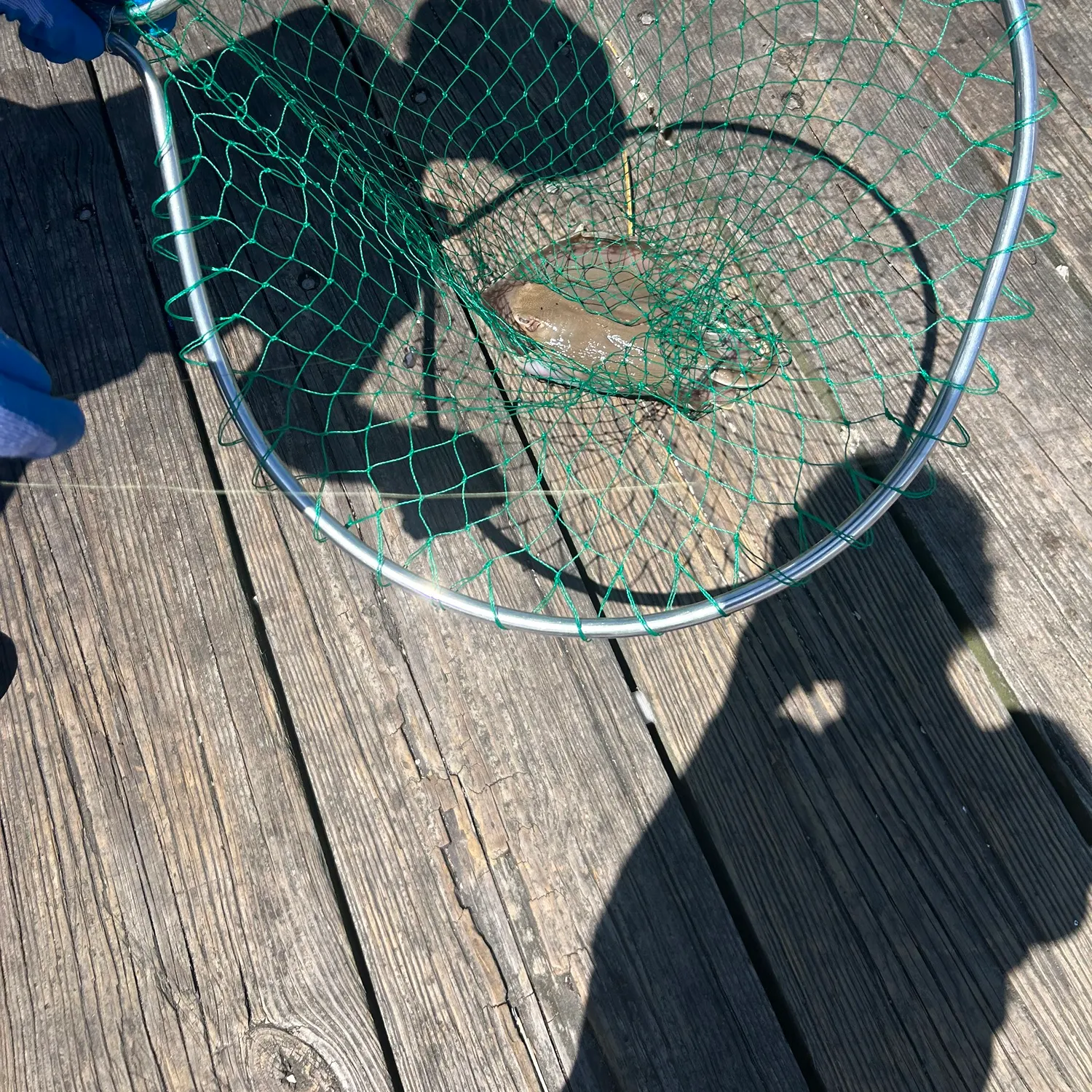 The most recent Pelagic stingray catches on Fishbrain