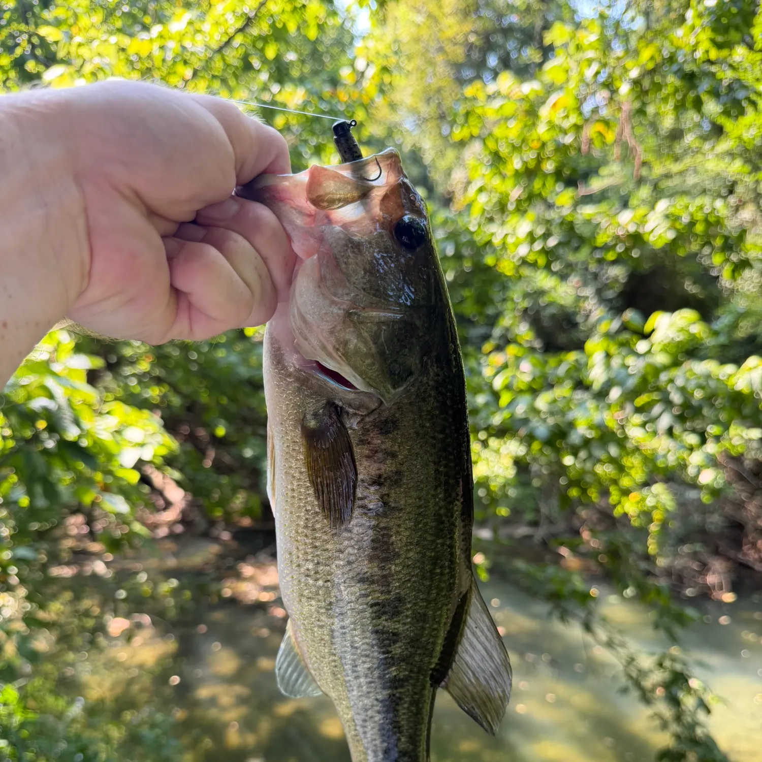 Largemouth bass caught on Fishbrain