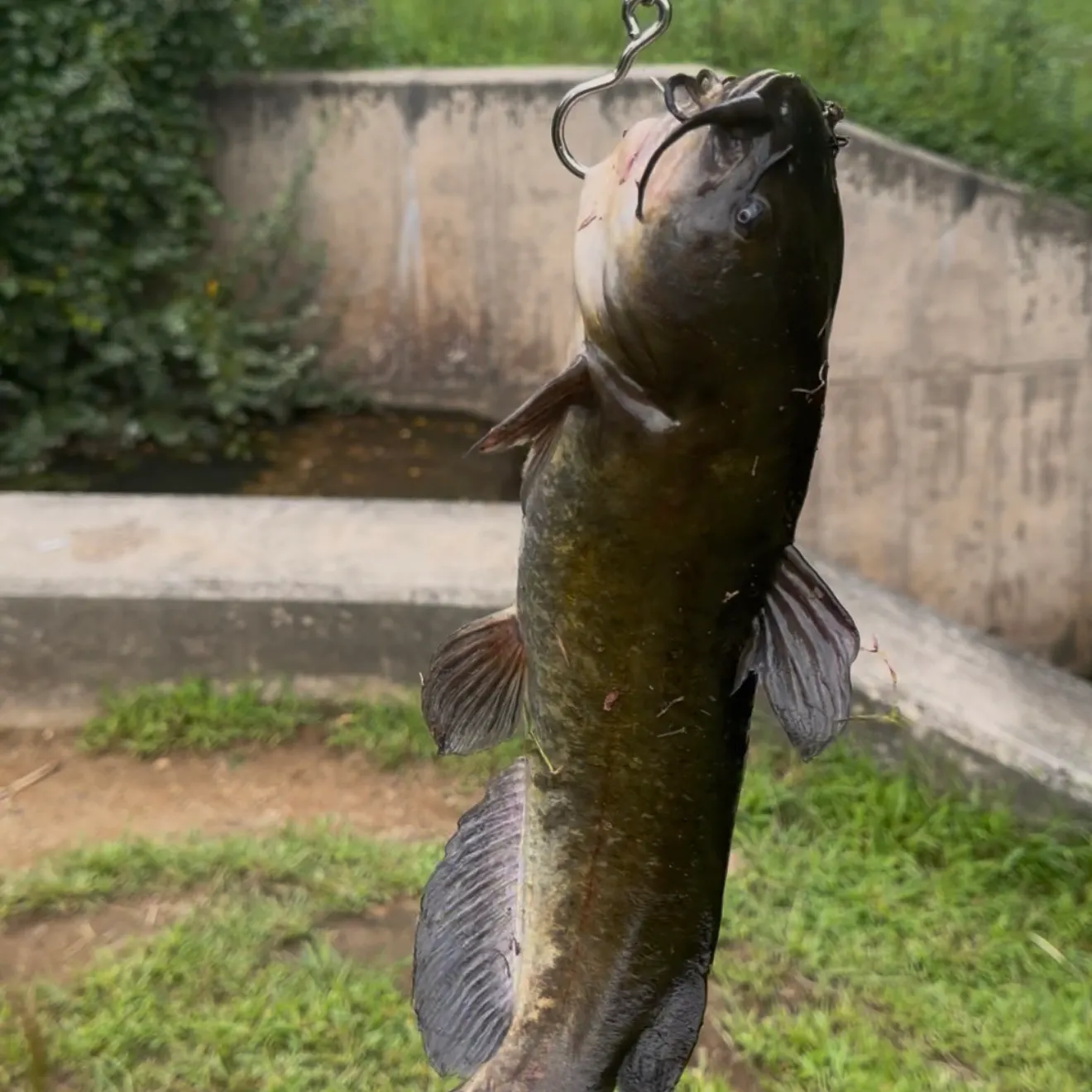 Channel catfish caught on Fishbrain