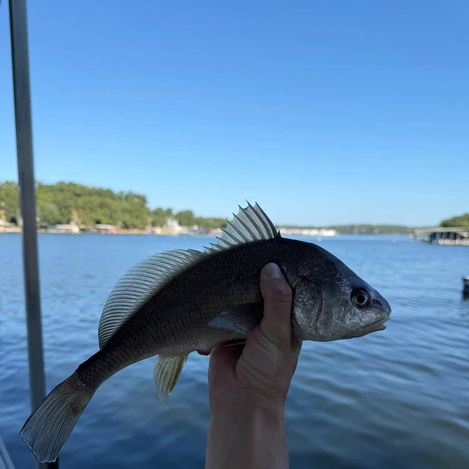 Freshwater drum caught on Fishbrain