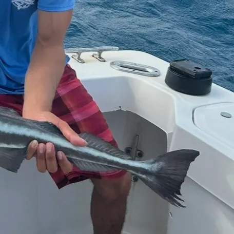 Live sharksucker caught on Fishbrain