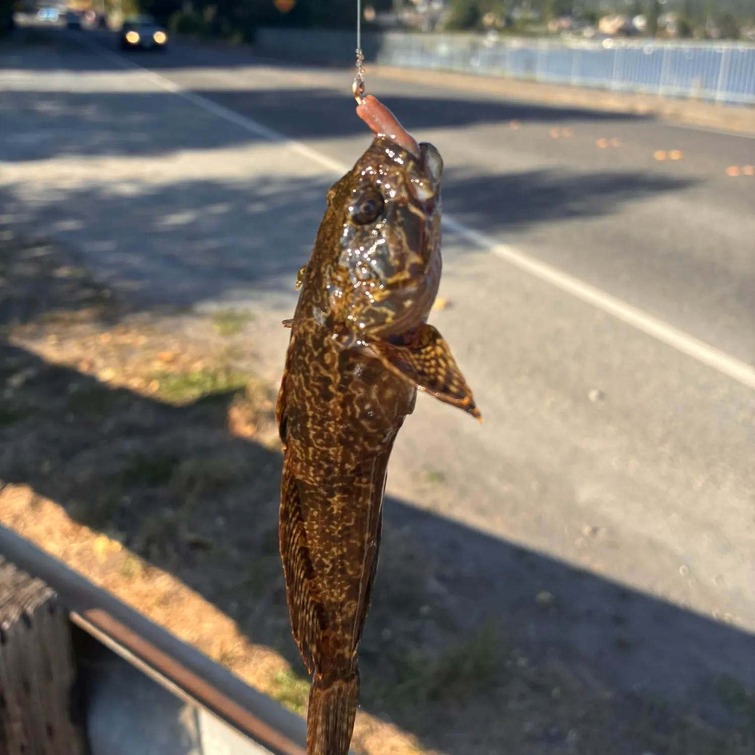 Prickly sculpin caught on Fishbrain