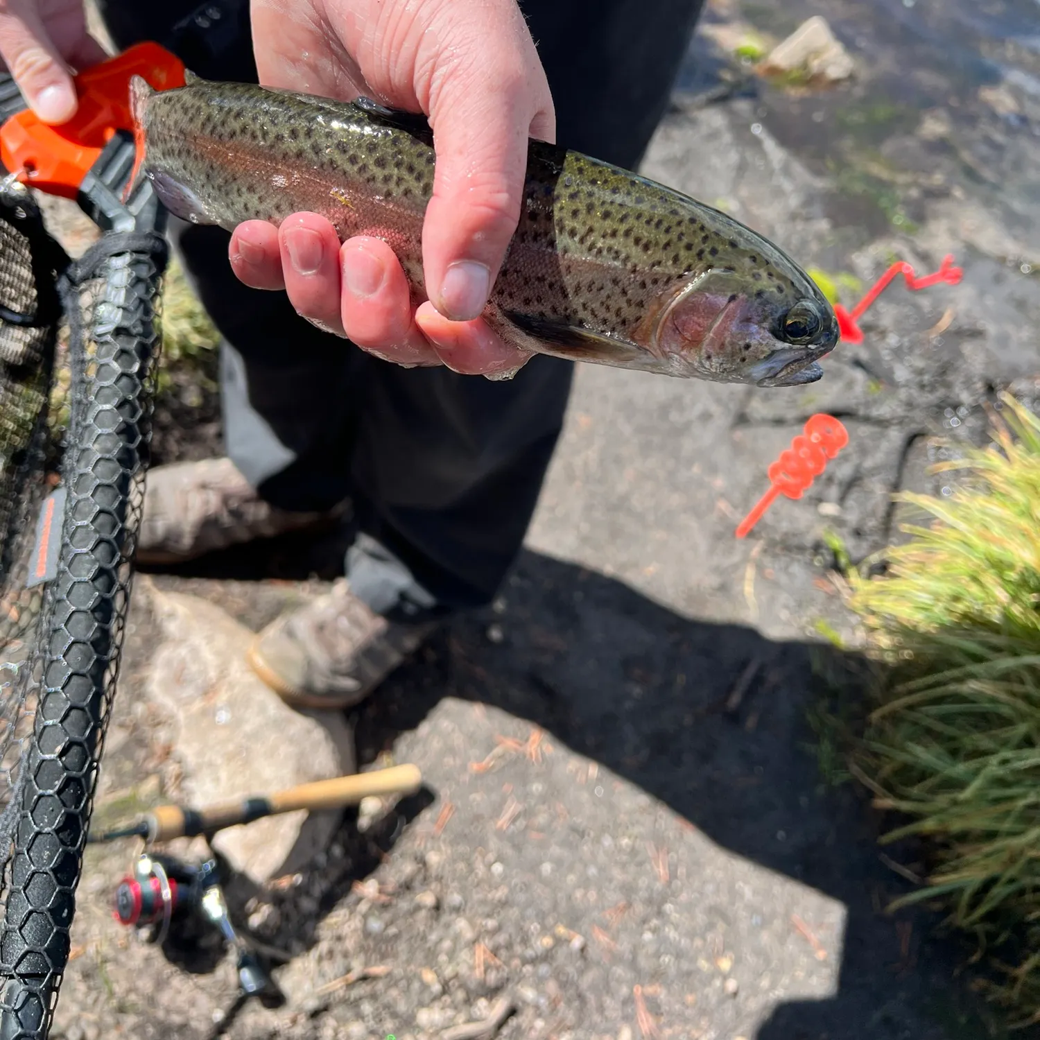 Rainbow trout caught on Fishbrain