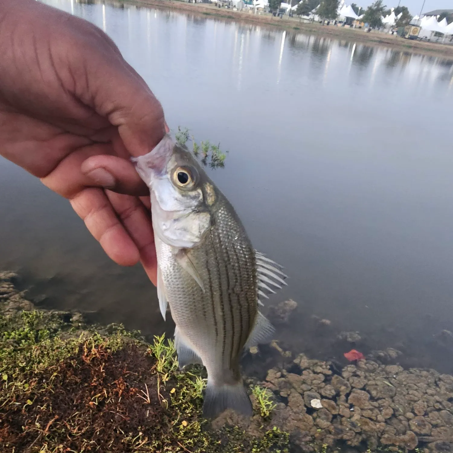 White bass caught on Fishbrain