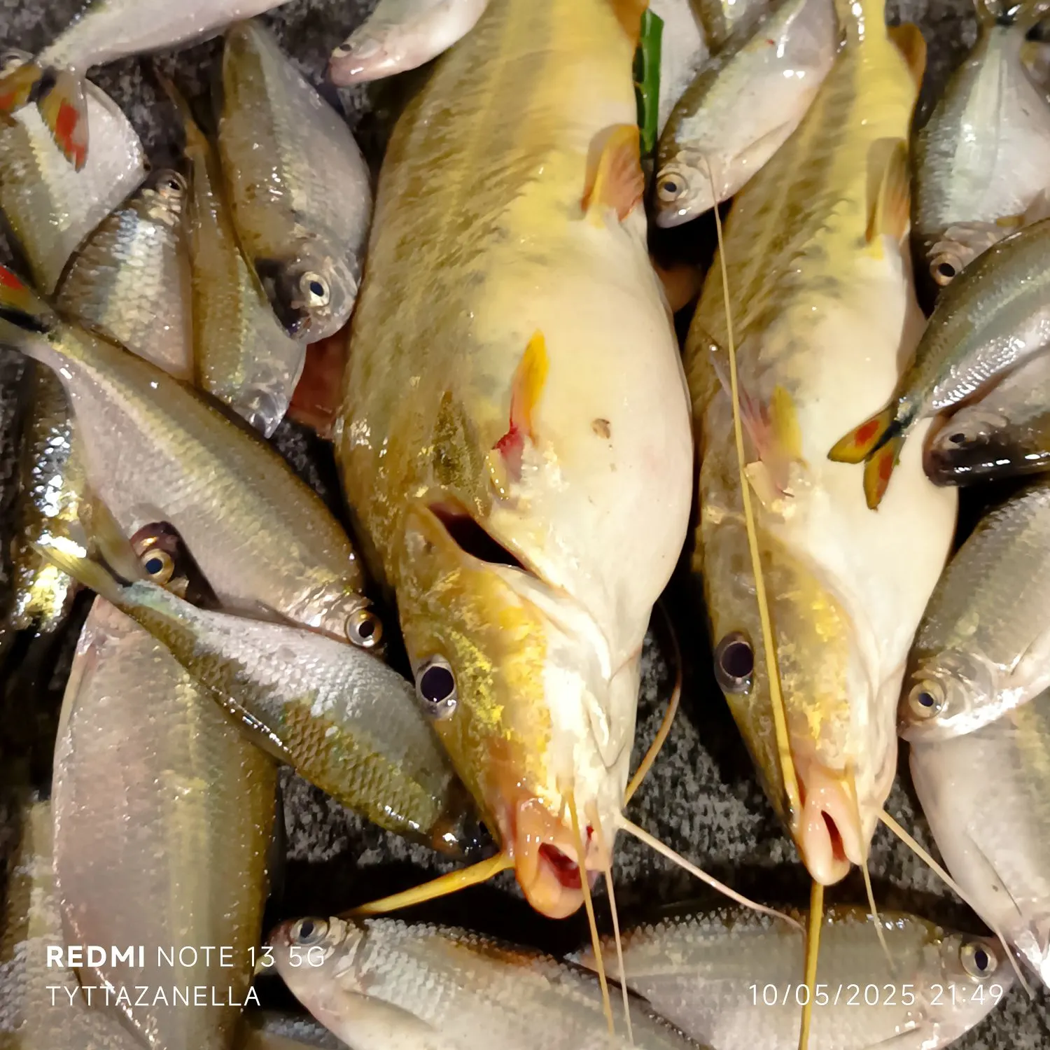 recently logged catches