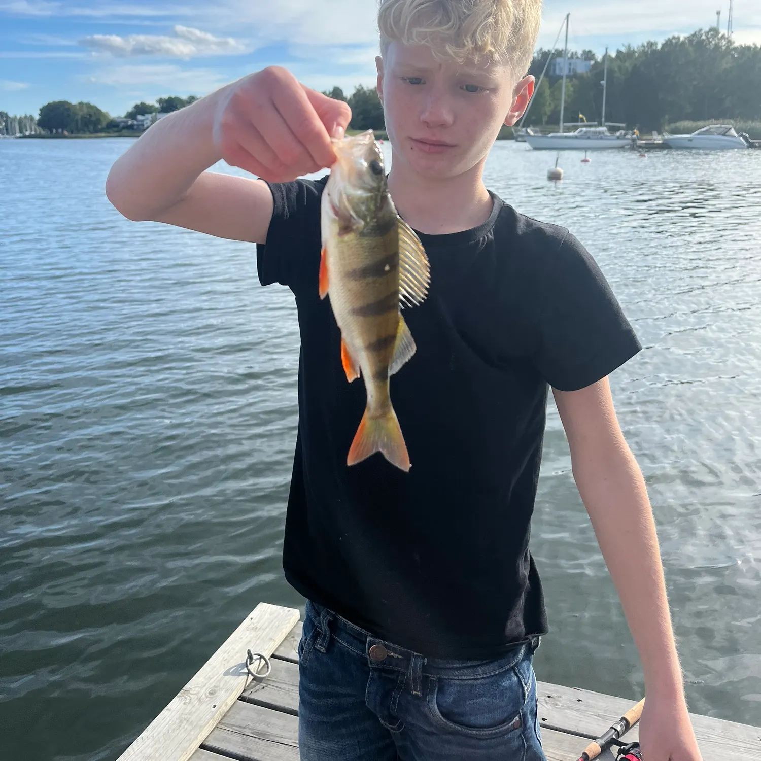 European perch caught on Fishbrain