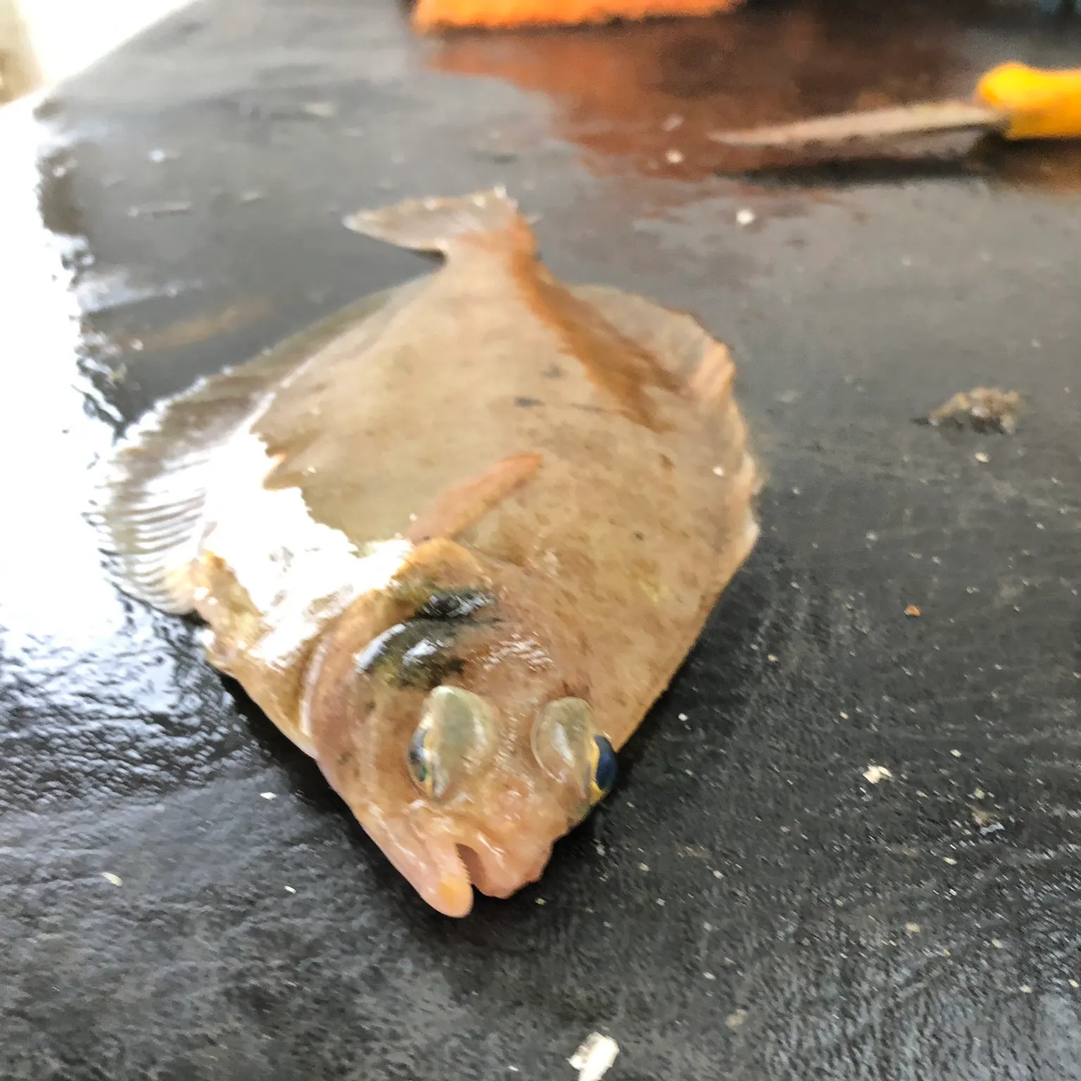 The most recent European flounder catches on Fishbrain