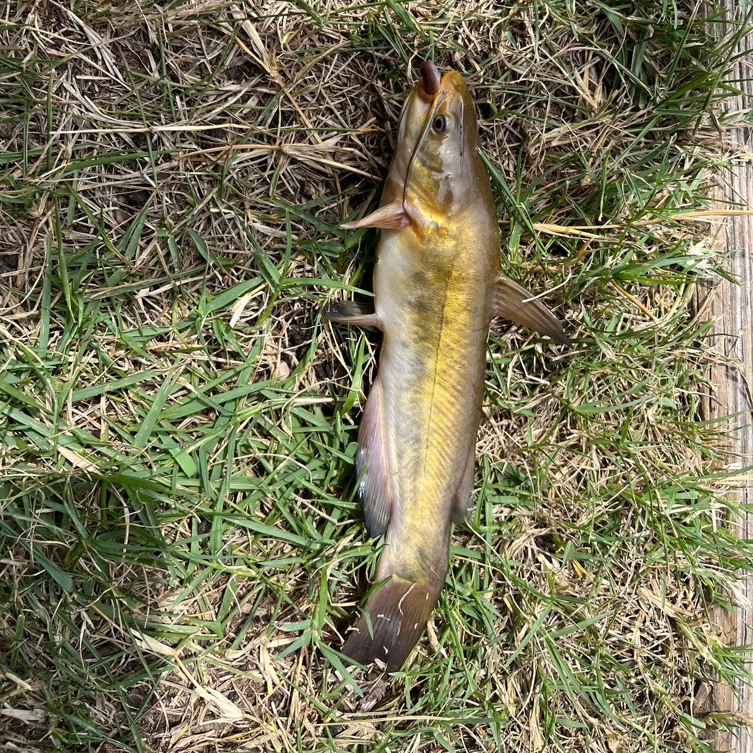 Yellow bullhead caught on Fishbrain