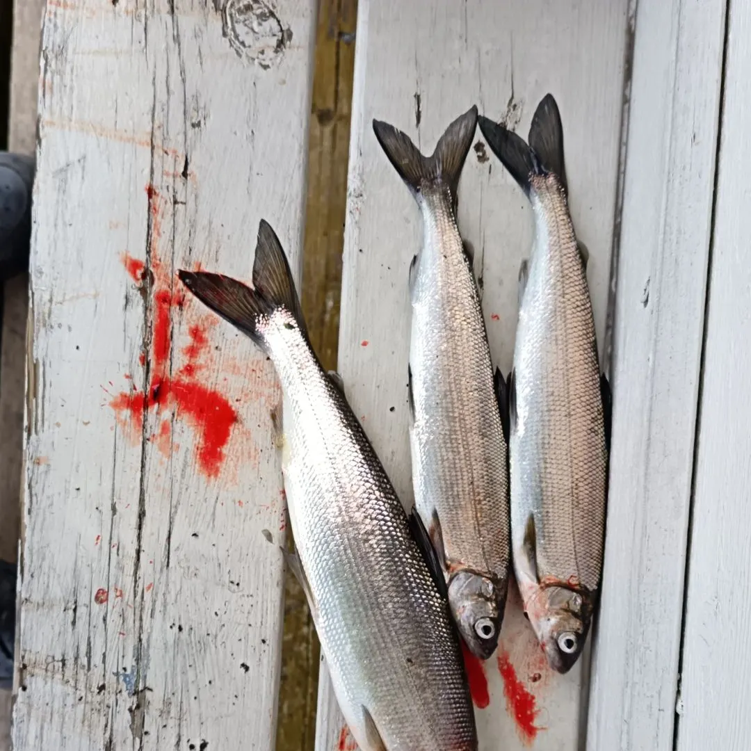 The most recent European whitefish catches on Fishbrain